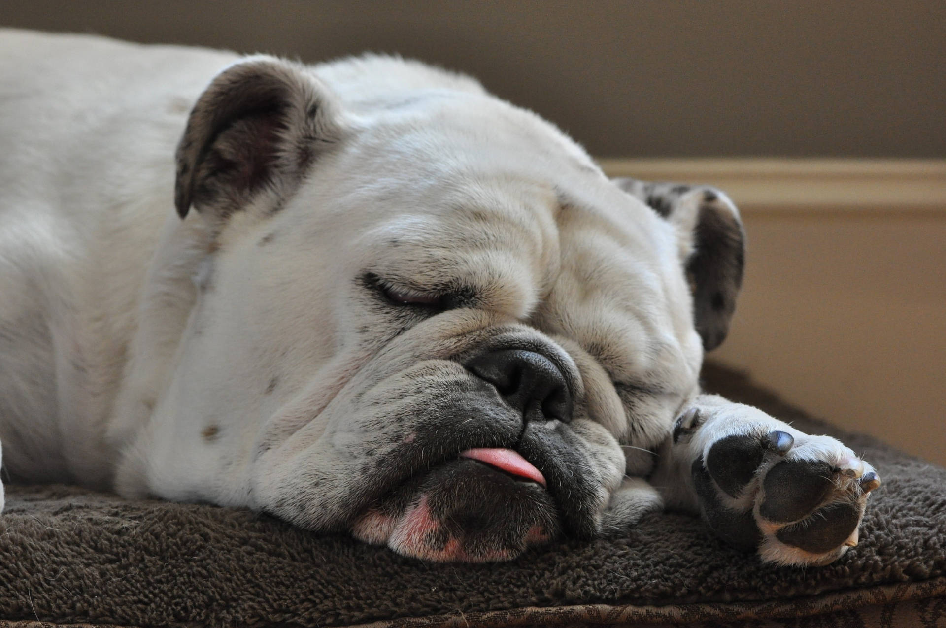 White Sleeping English Bulldog