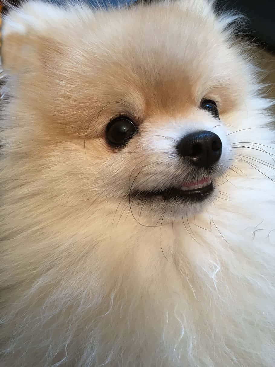 White Small Dog Pomeranian Close Up Angle Shot Background