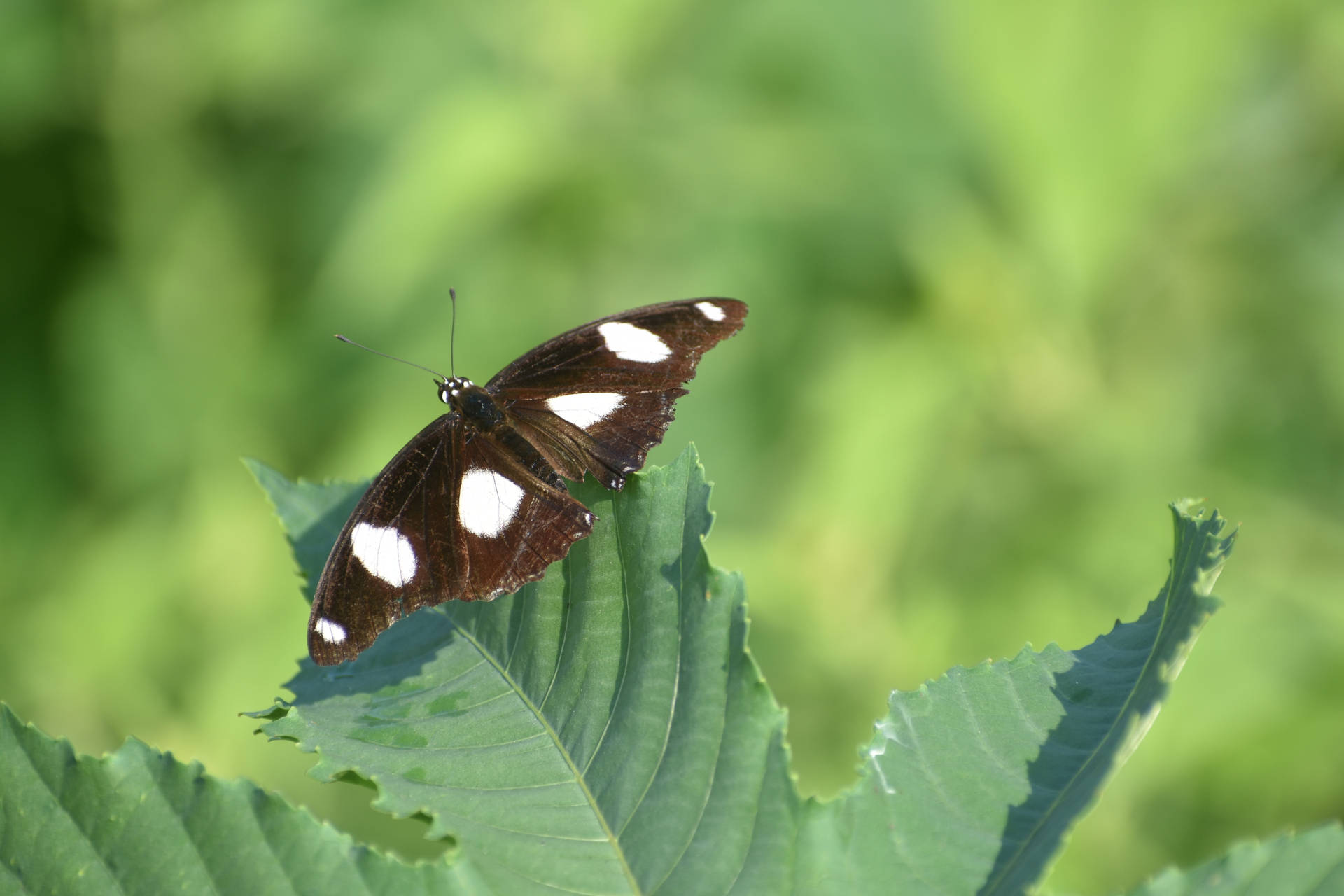 White Spotted Aesthetic Butterfly Background