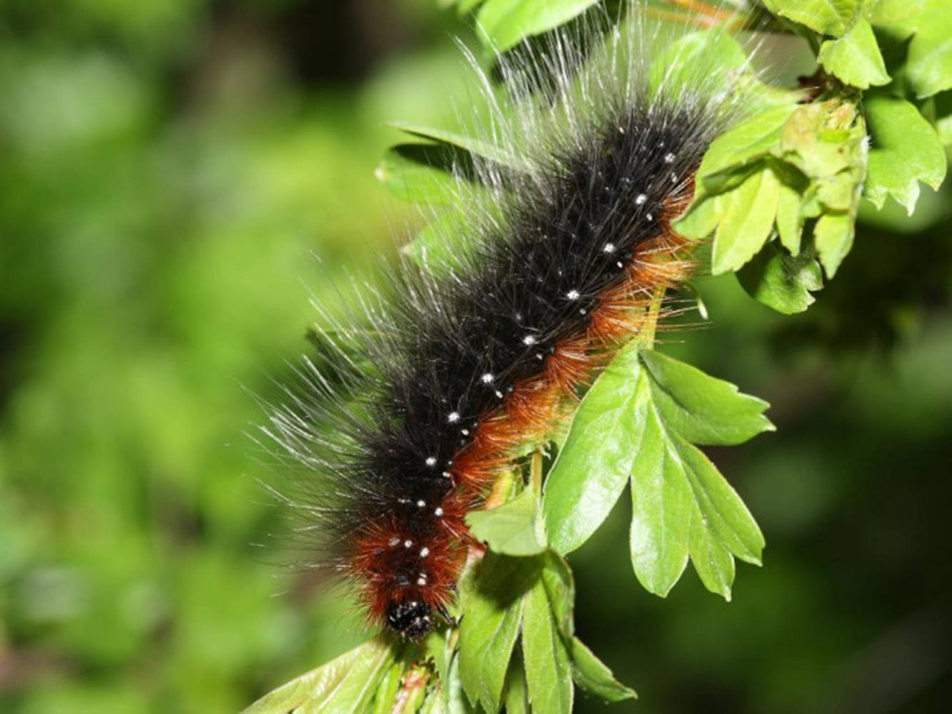 White Spotted Black Caterpillar Background