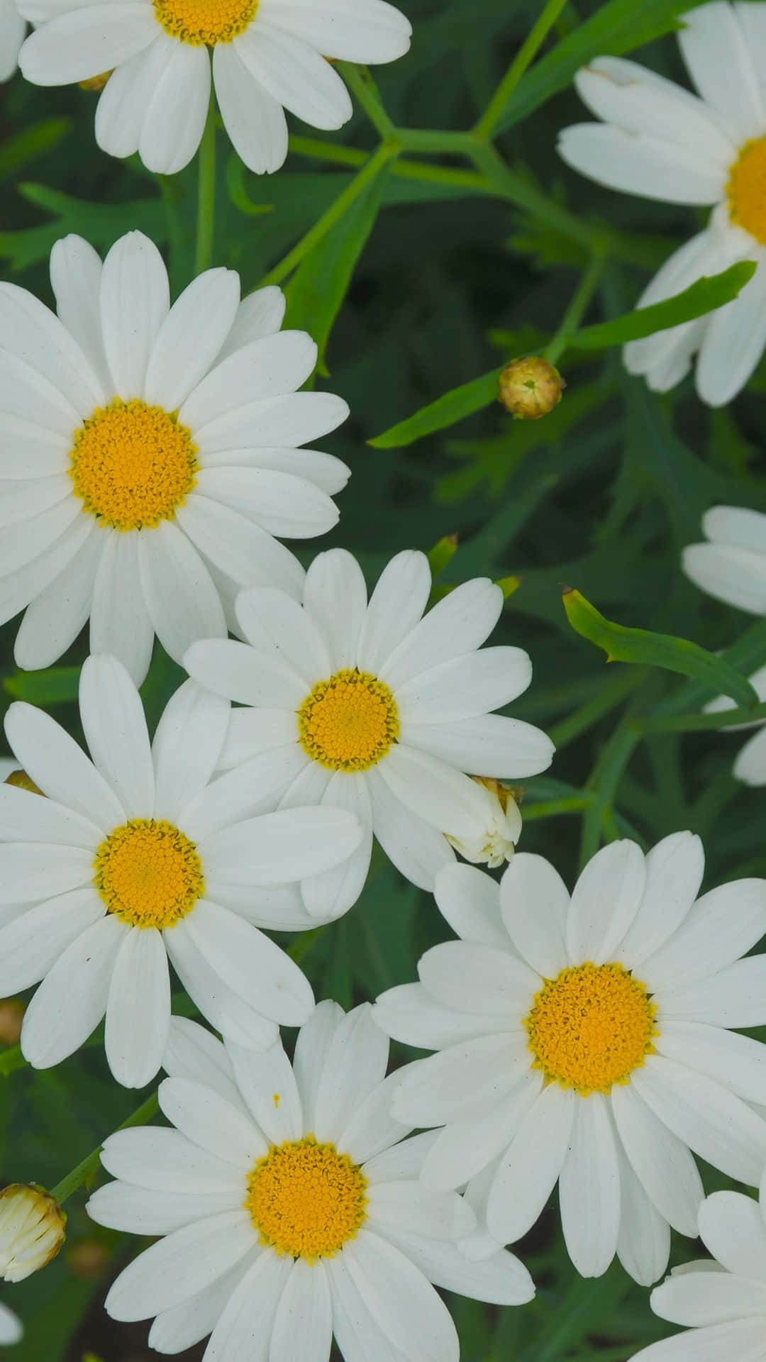 White Spring Daisy Iphone Background