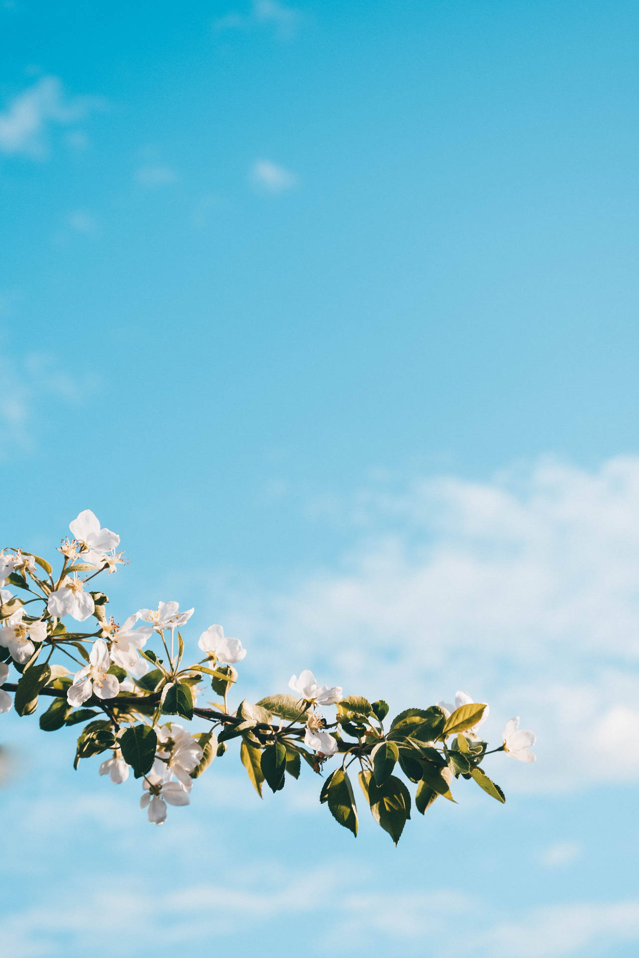 White Spring Flower Tree Background