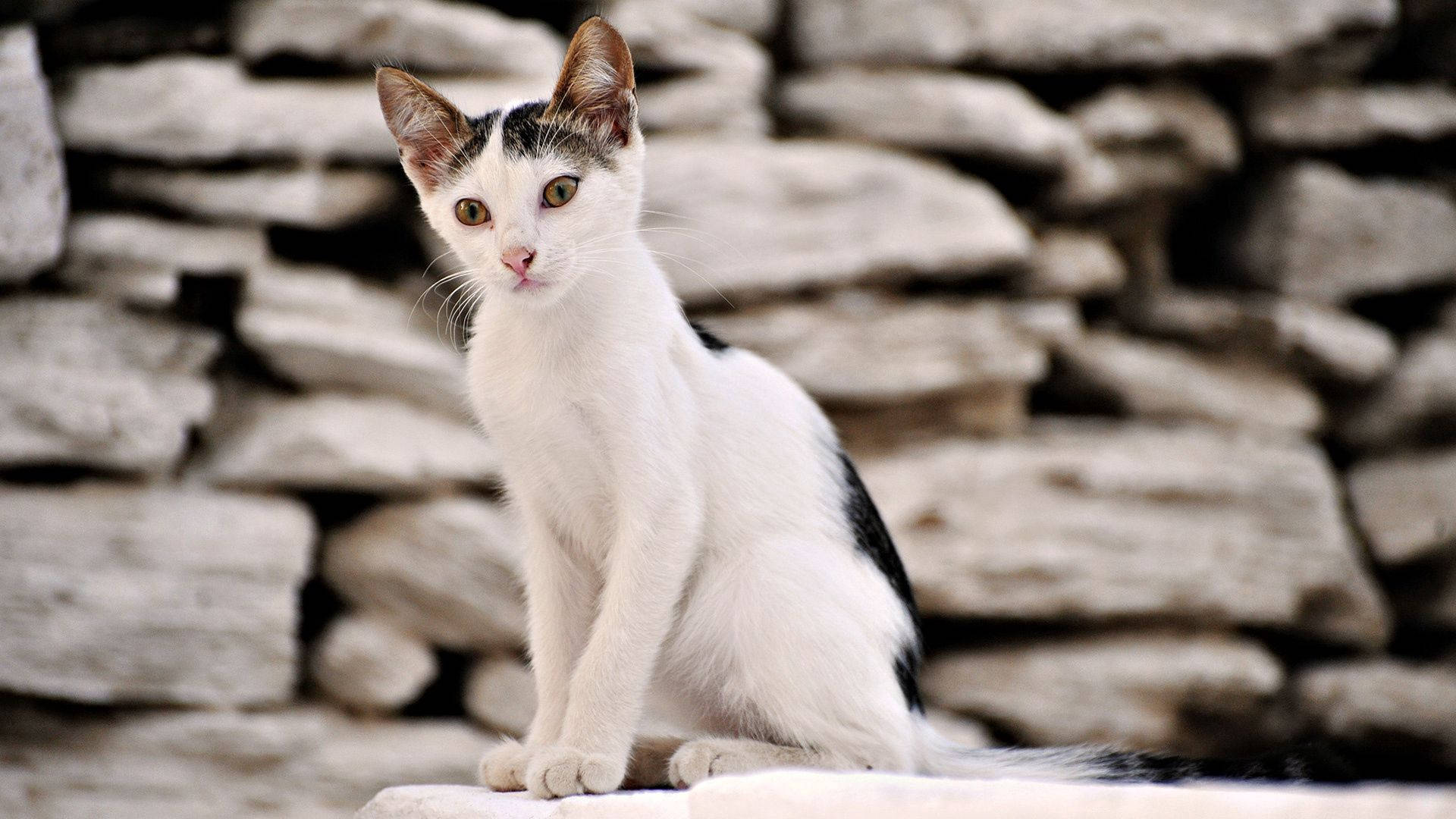 White Stone Wall And A Cat Background