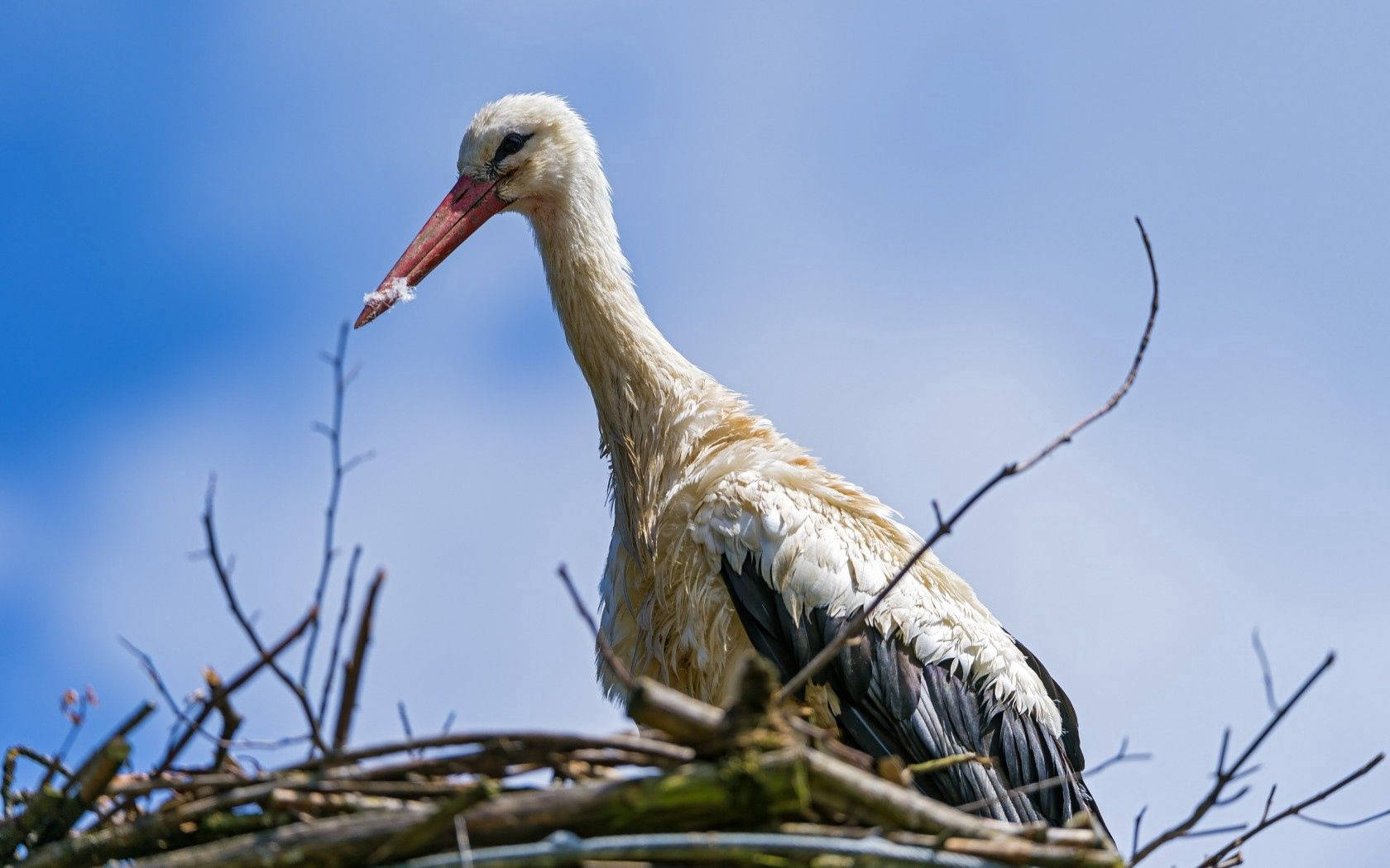 White Stork Birds In Nature Background