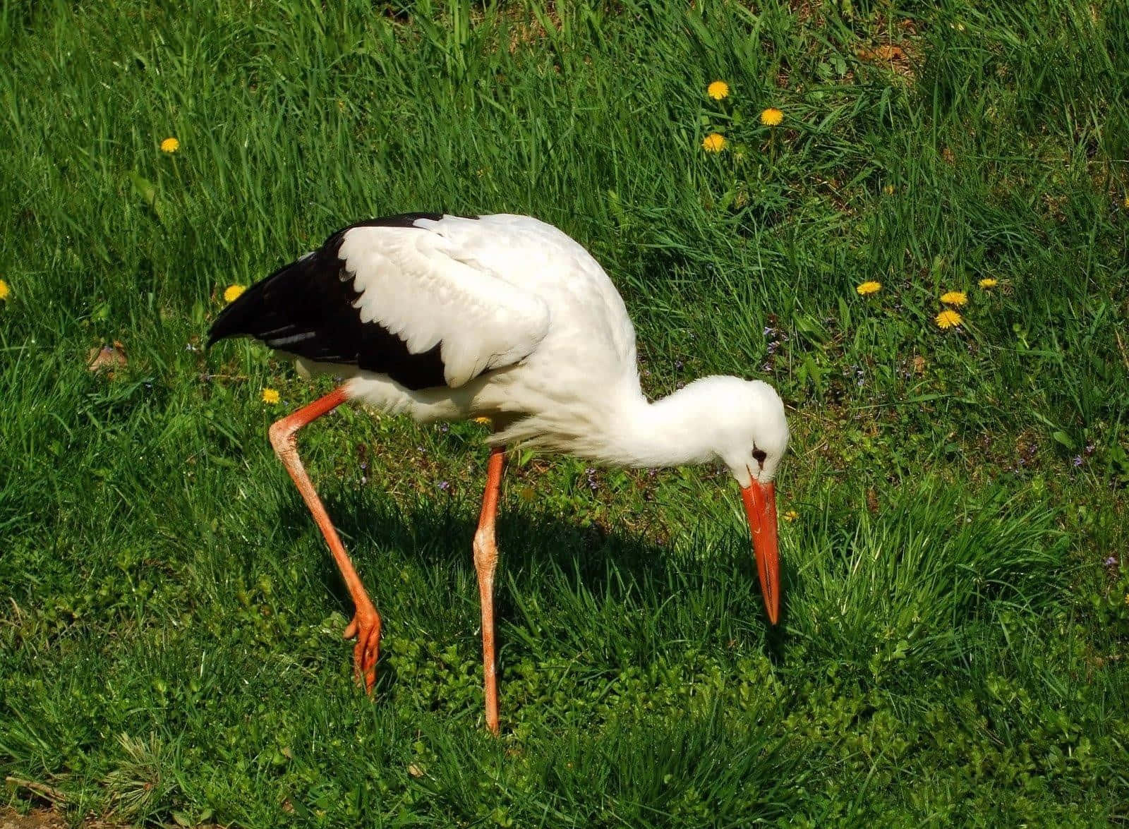 White Stork Foragingin Grass.jpg Background