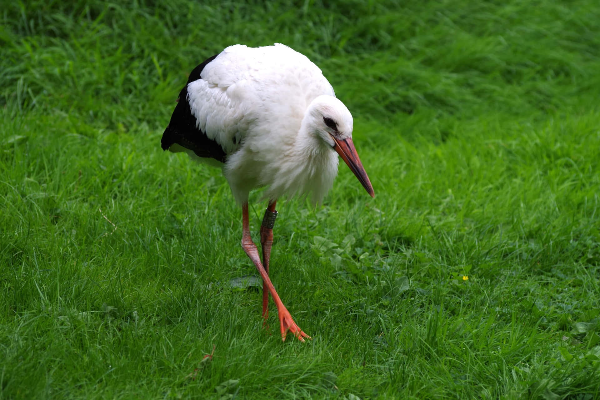 White Stork Grassy Field Background