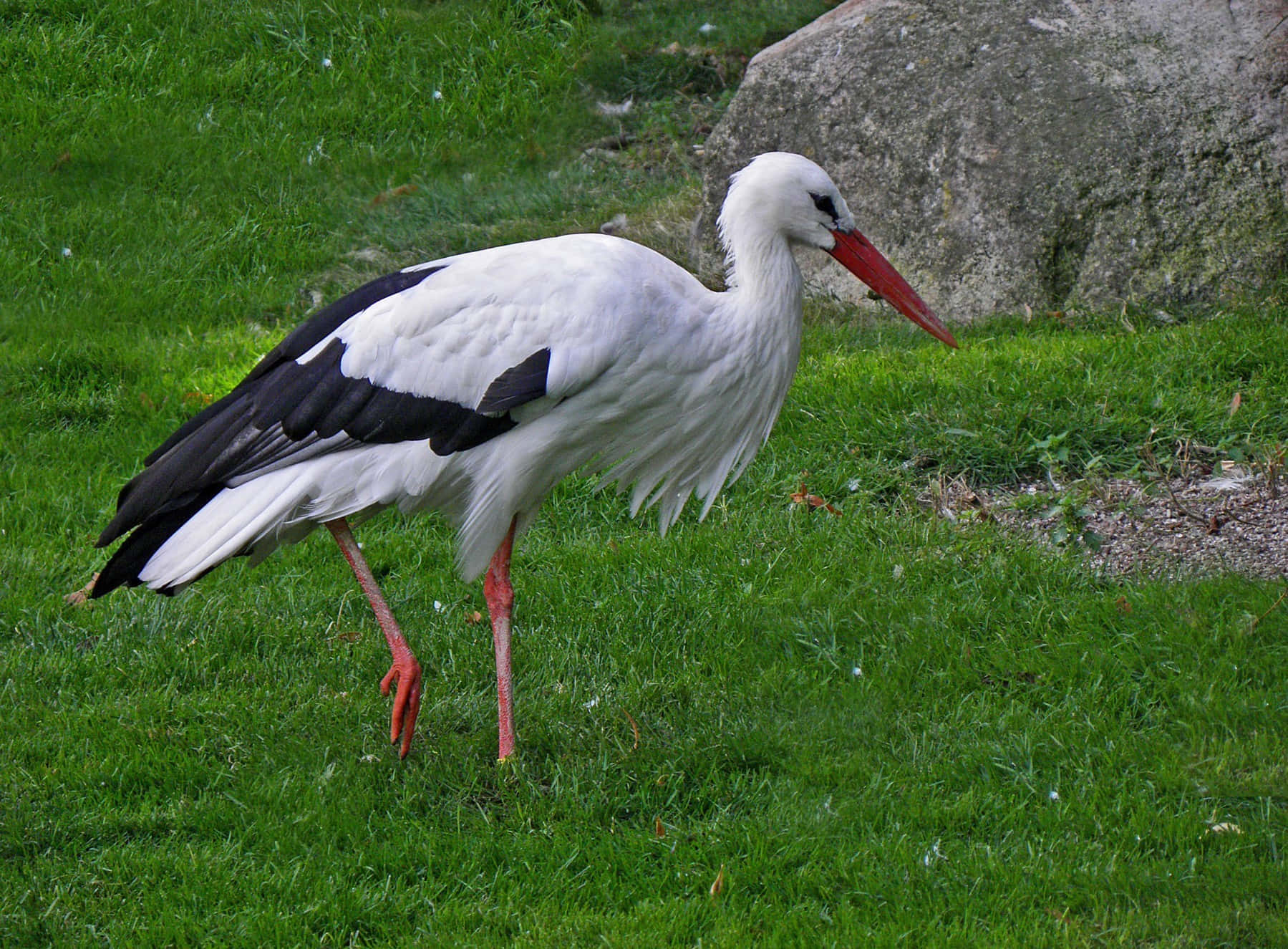 White Stork Grassy Habitat Background