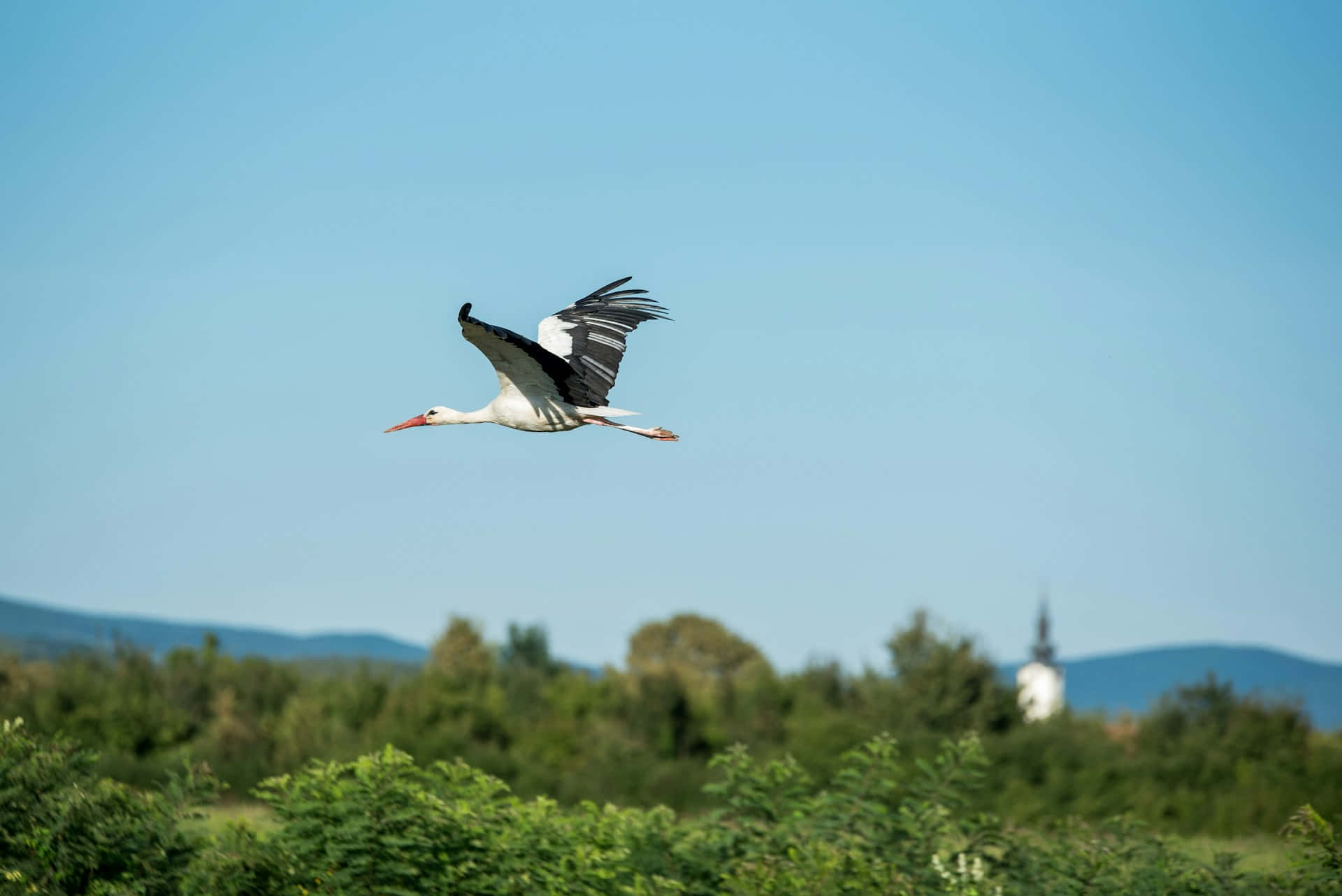 White Stork In Flight Across Countryside.jpg Background