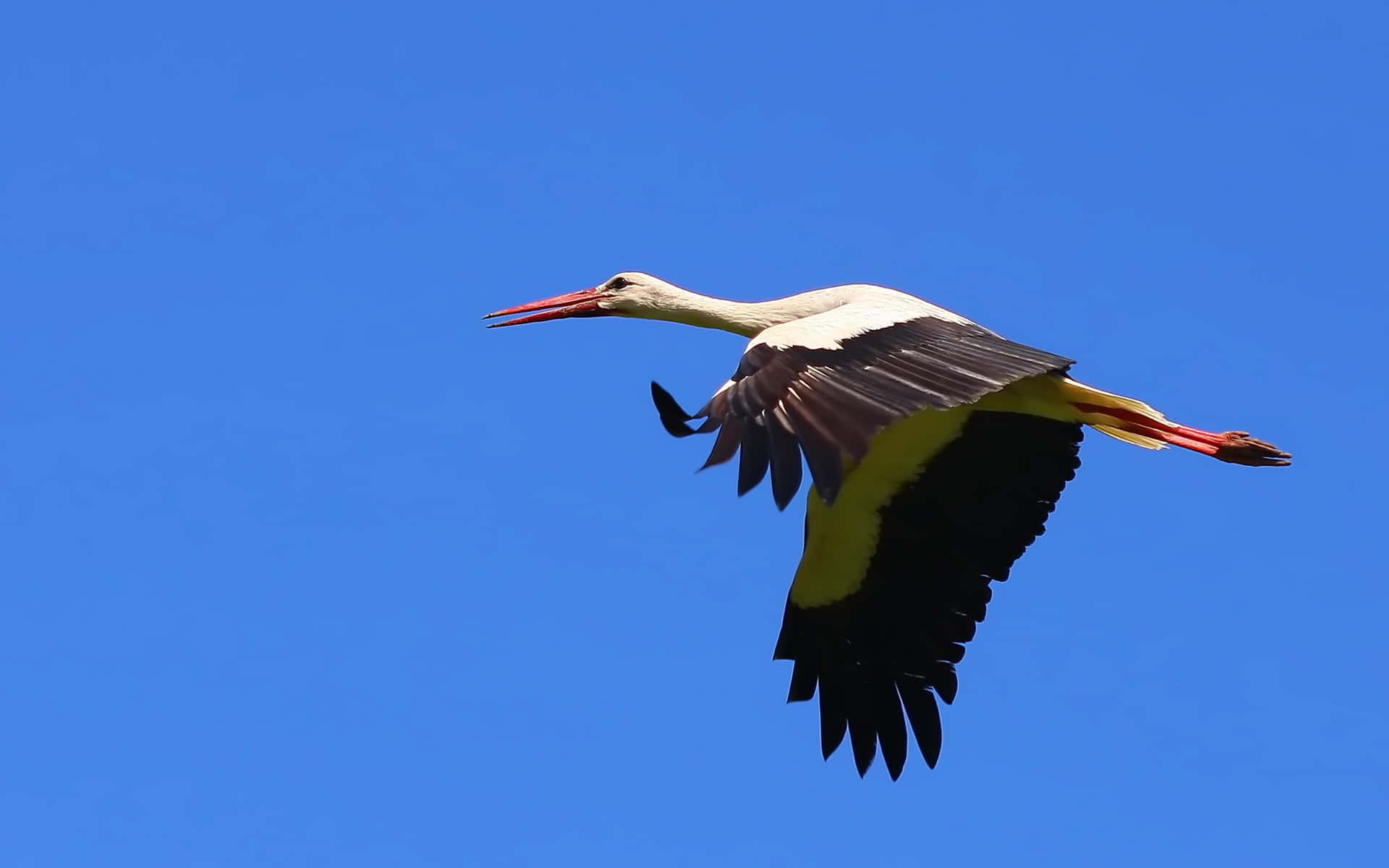 White Stork In Flight Against Blue Sky Background