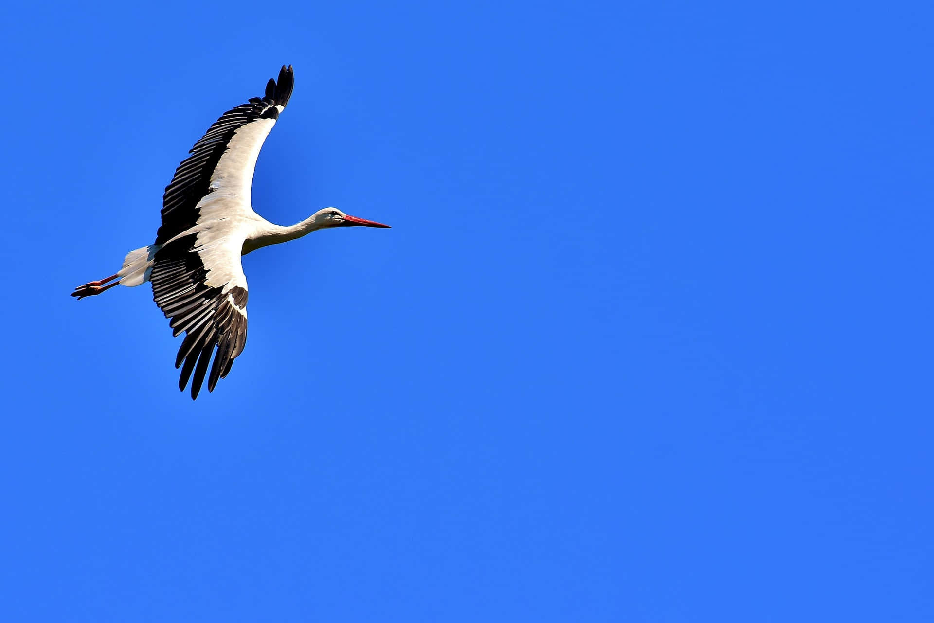 White Stork In Flight Against Blue Sky