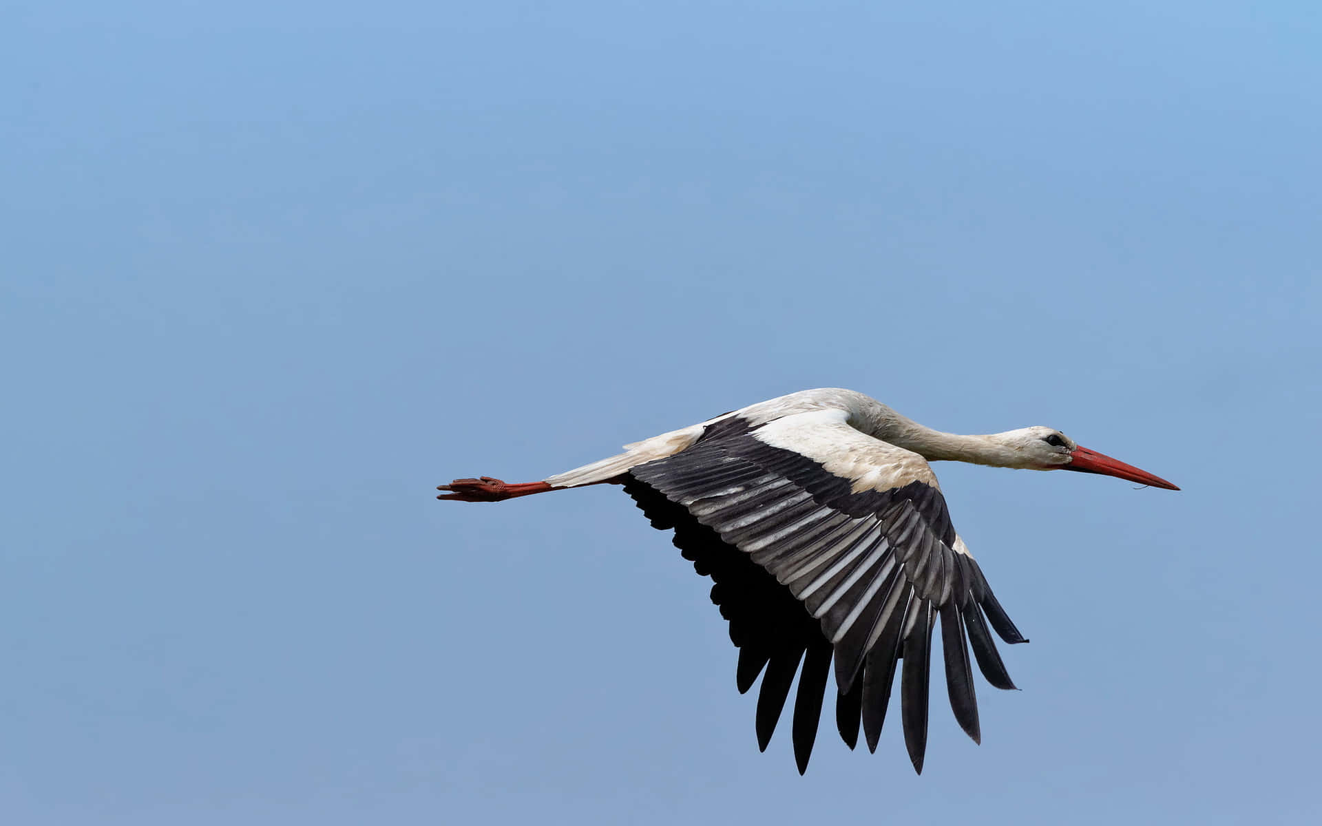 White Stork In Flight Against Blue Sky Background