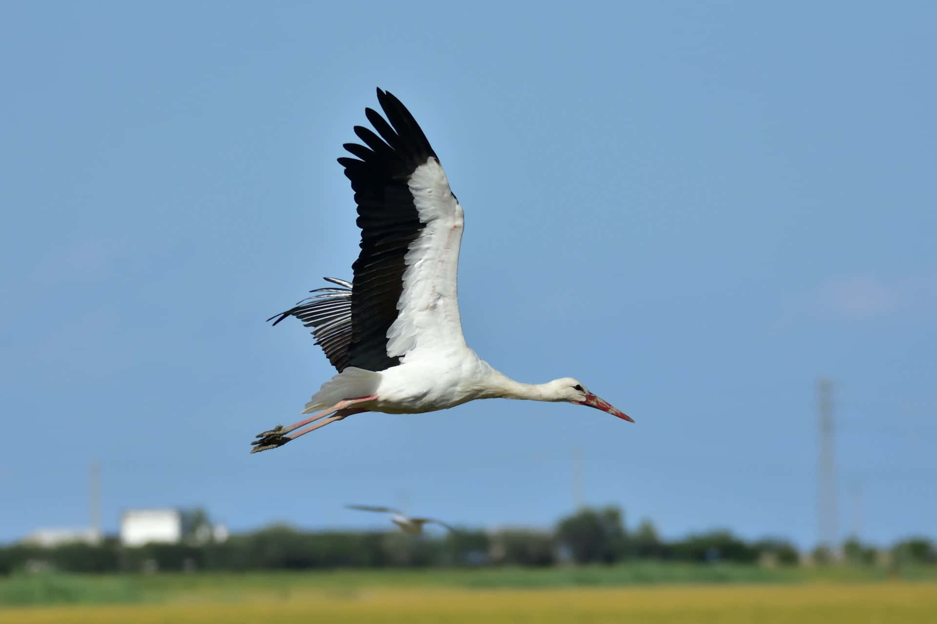 White Stork In Flight.jpg Background