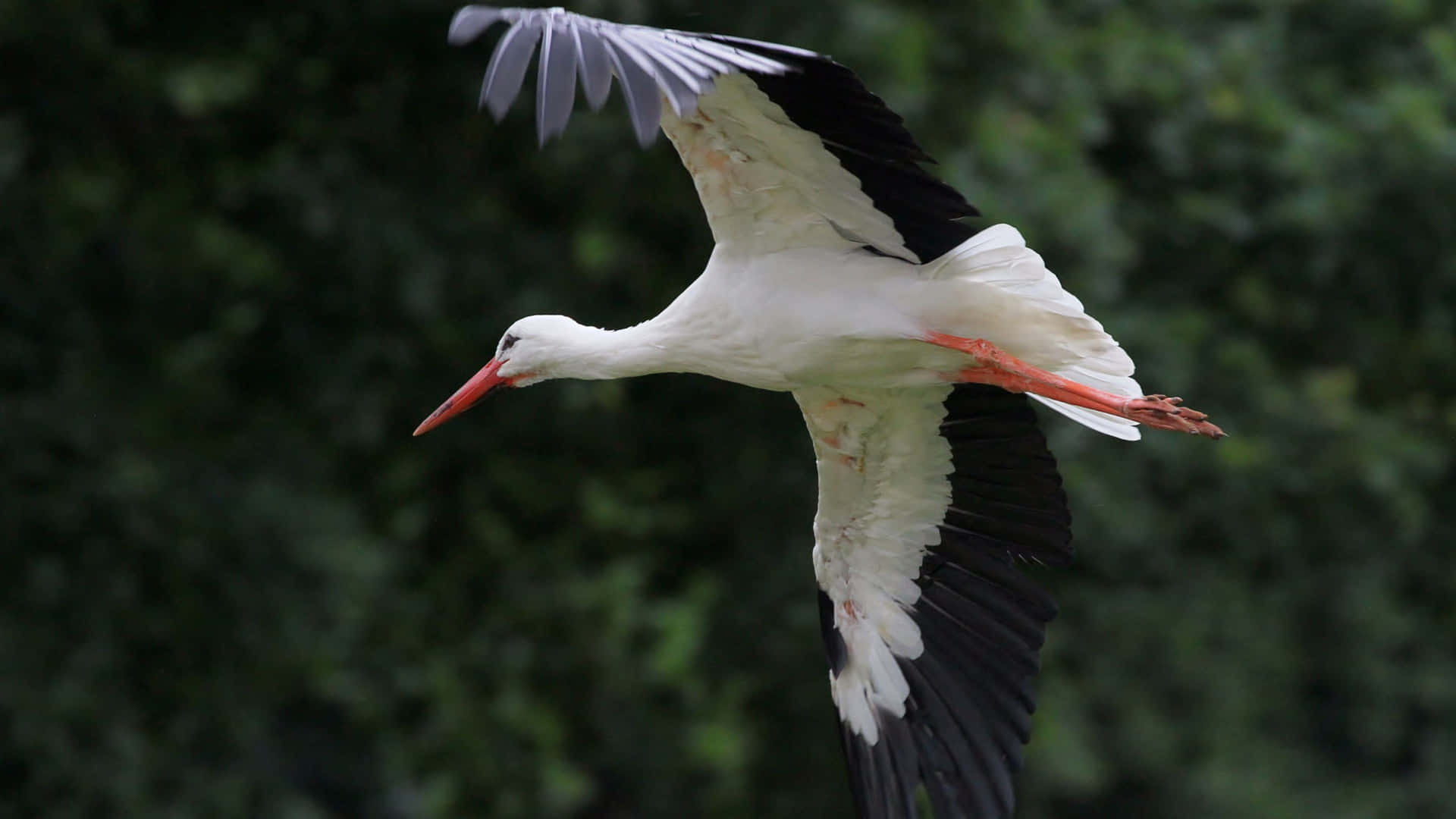 White Stork In Flight.jpg