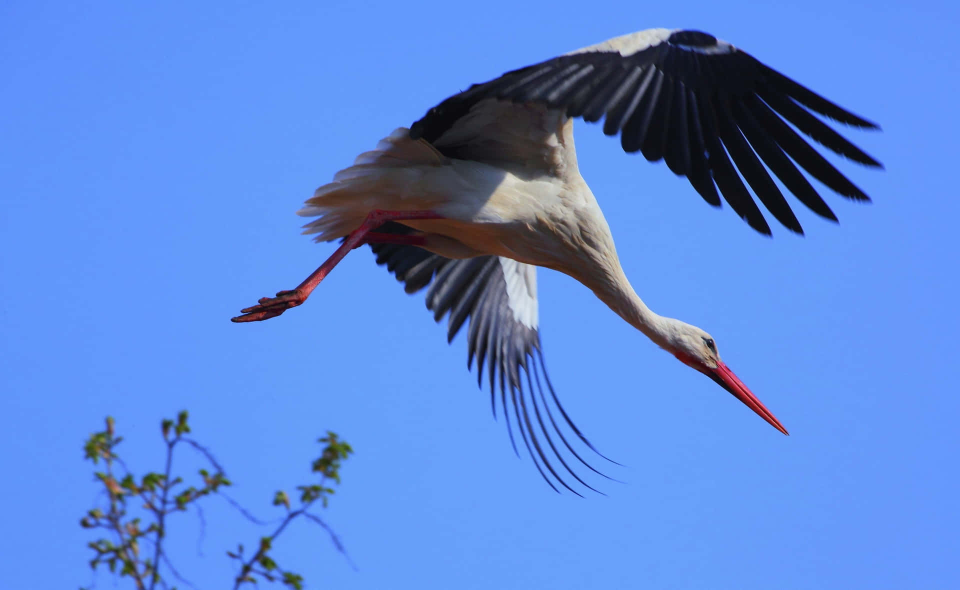 White Stork In Flight Under Blue Sky Background