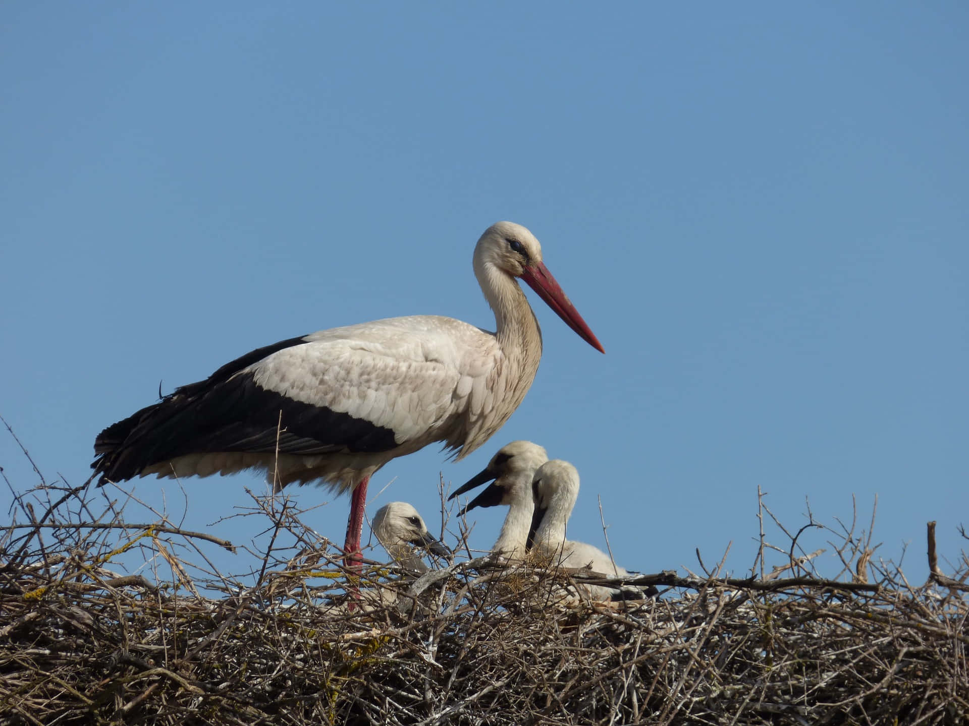 White Stork Mother Bird