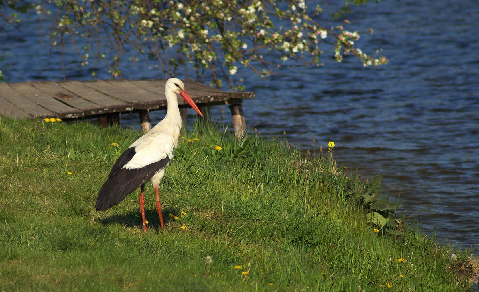 White Stork Near Waterfront.jpg