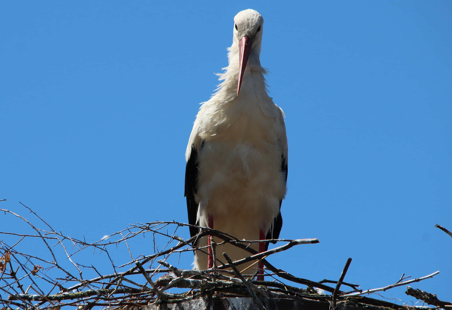 White Stork Nesting Against Blue Sky.jpg Background