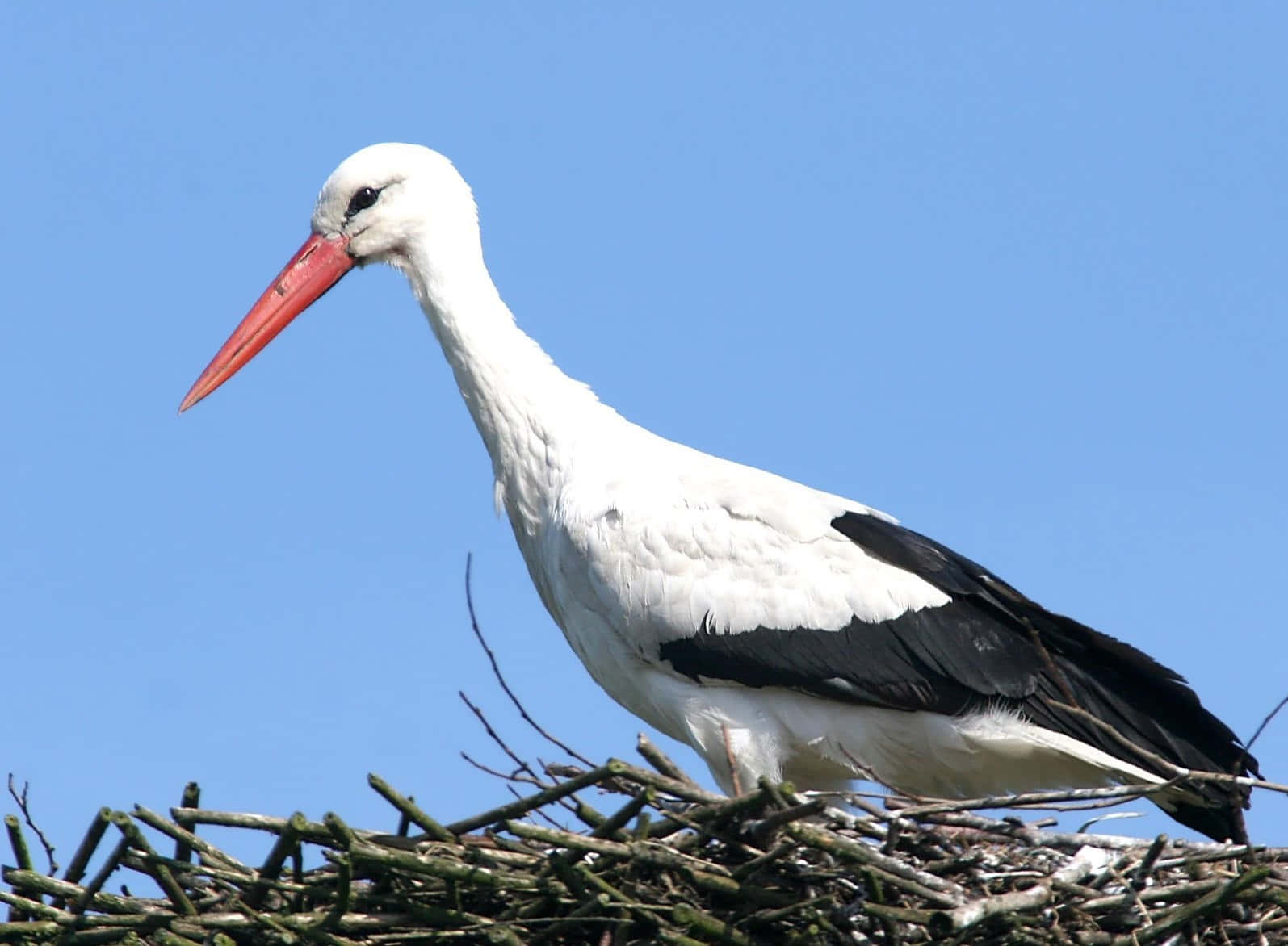 White Stork Nesting Against Blue Sky.jpg