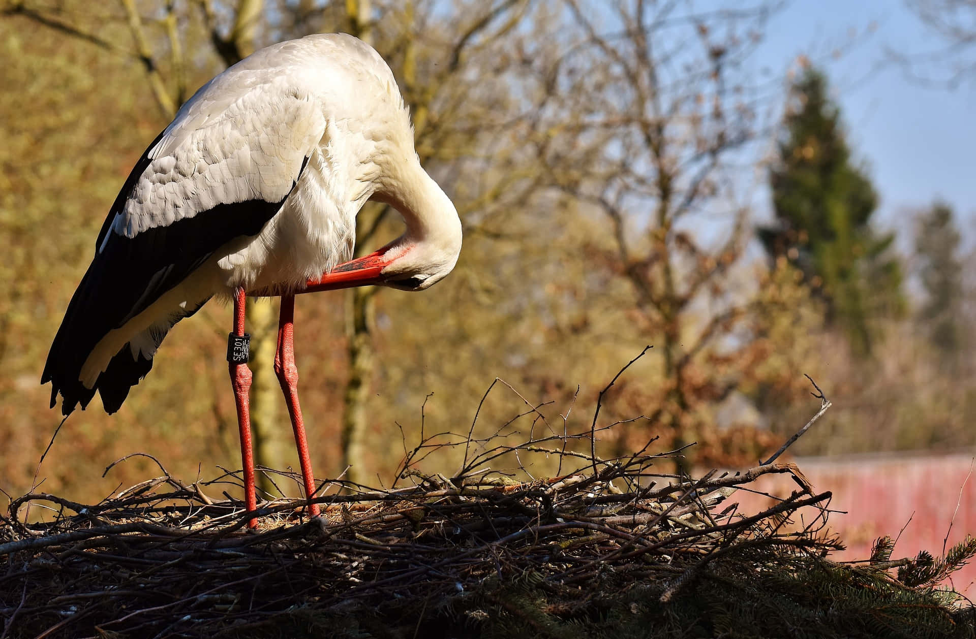 White Stork Nesting Behavior.jpg Background