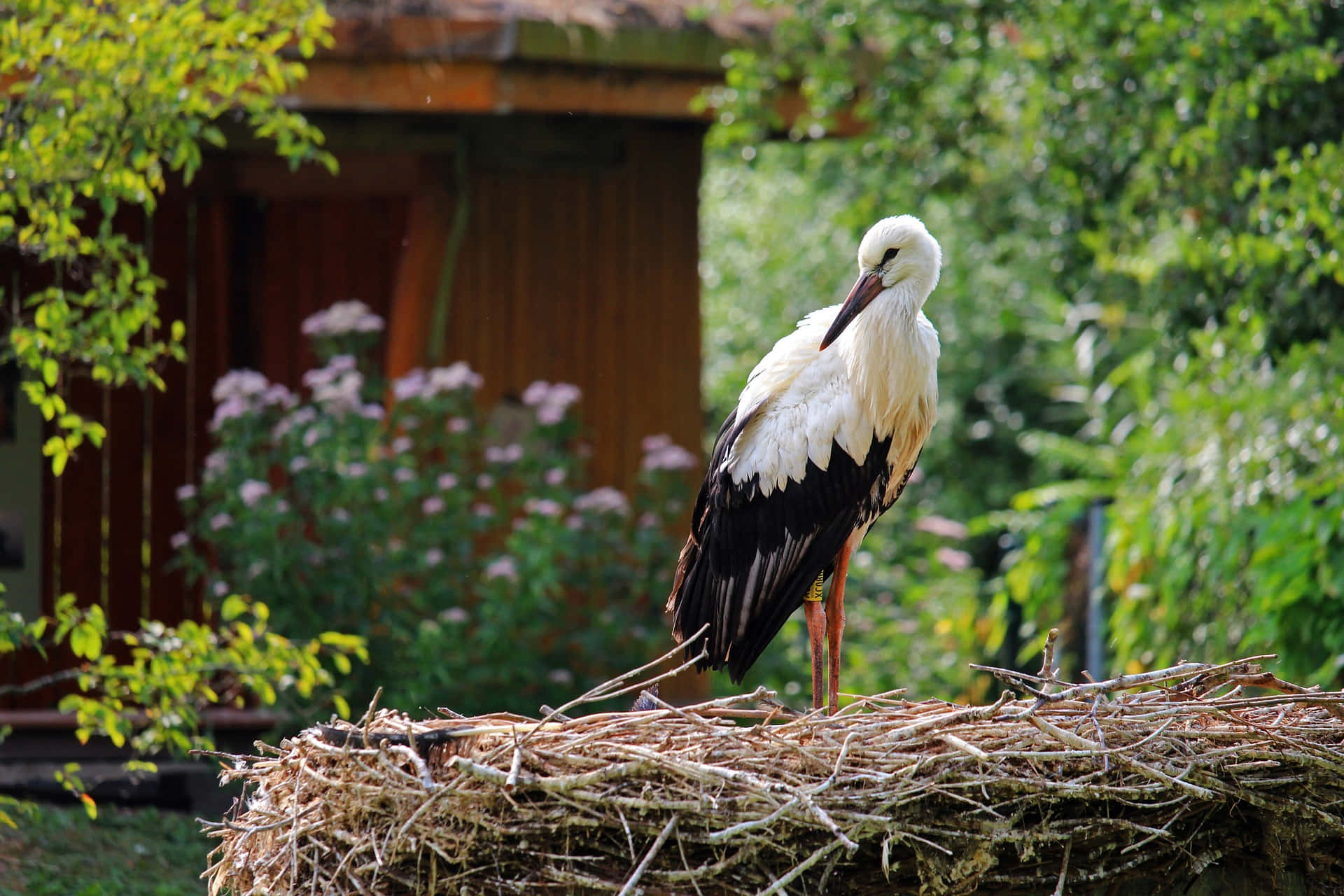 White Stork Nestingin Garden.jpg