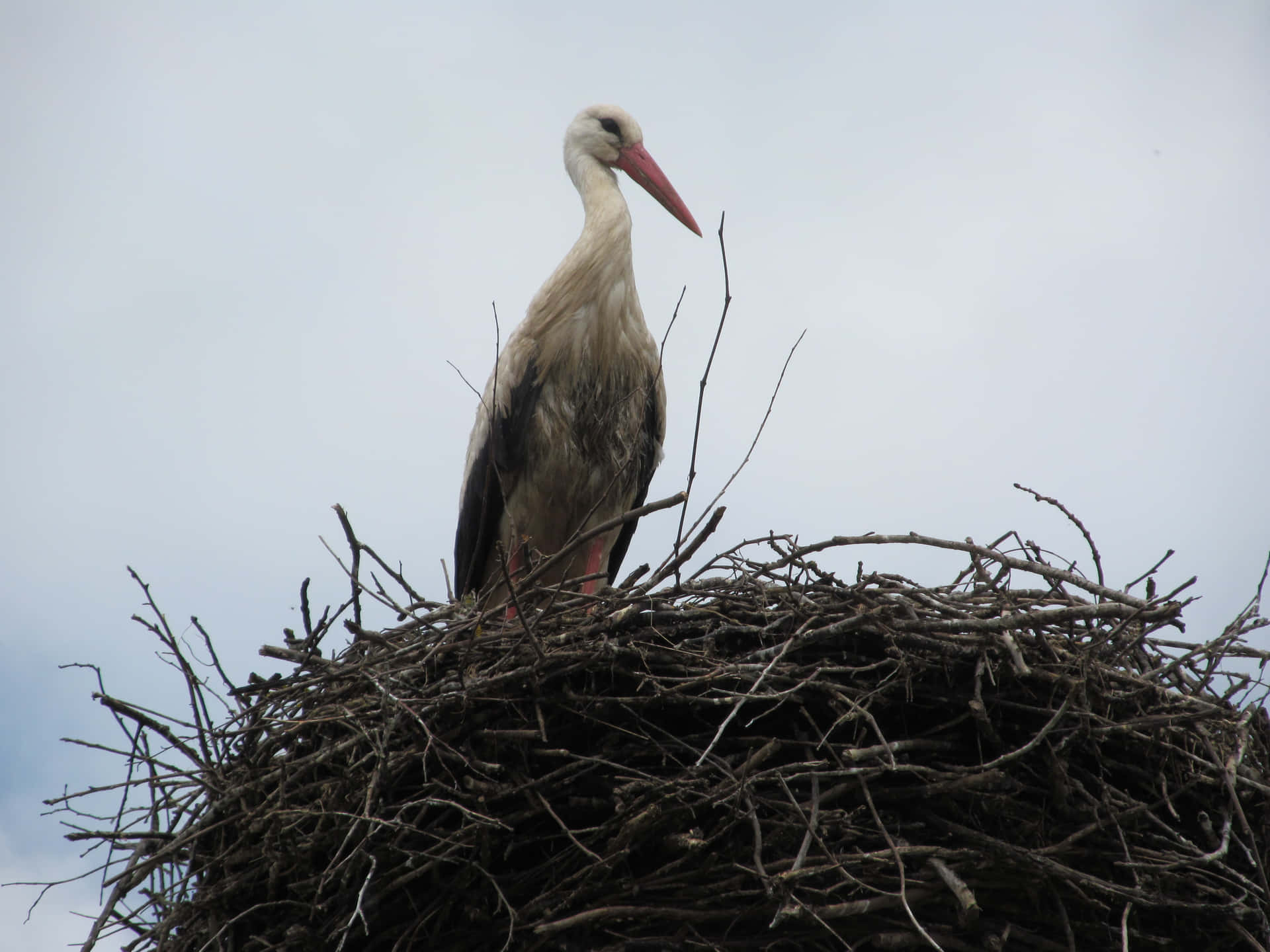 White Stork Nestingon Treetop Background