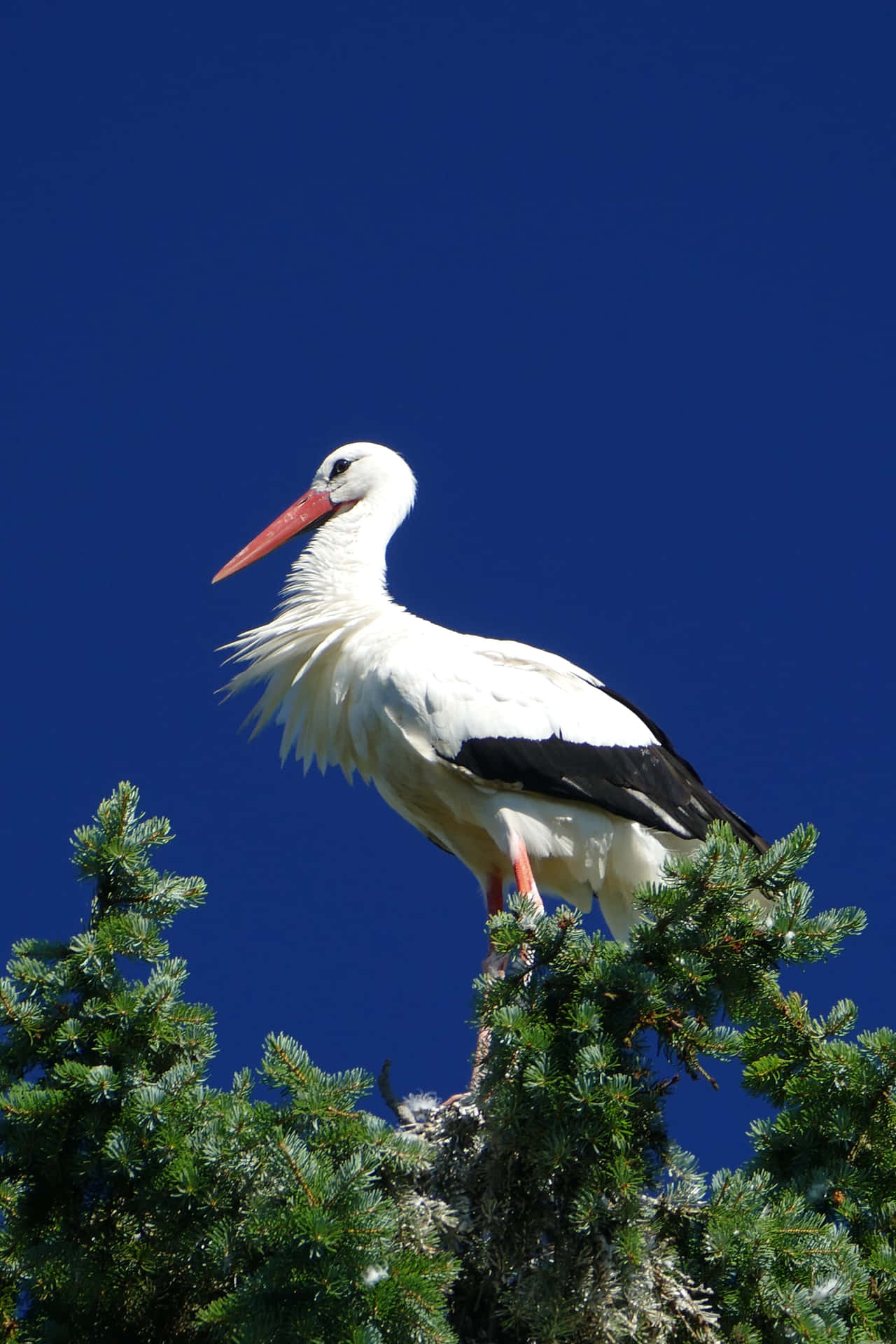 White Stork Perched Against Blue Sky.jpg Background