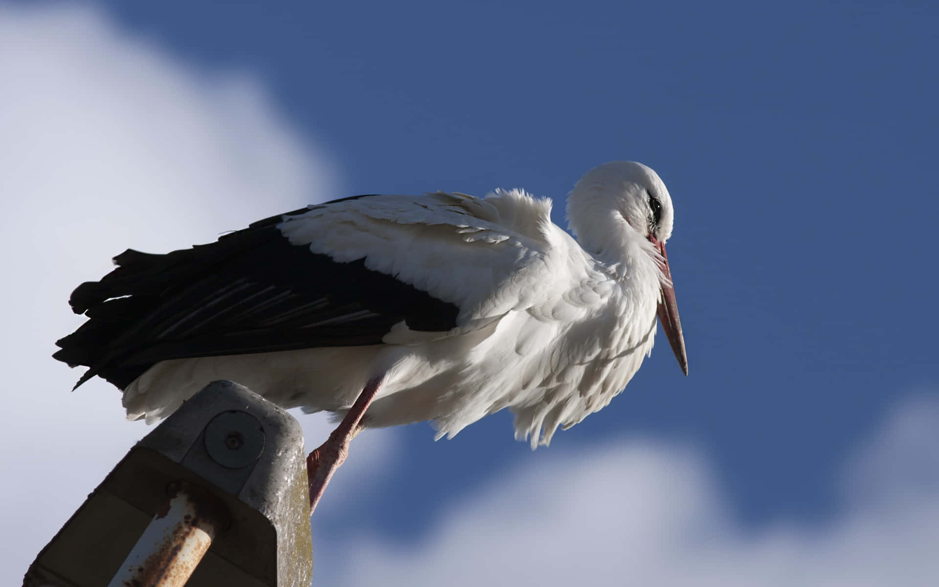 White Stork Perched Against Blue Sky