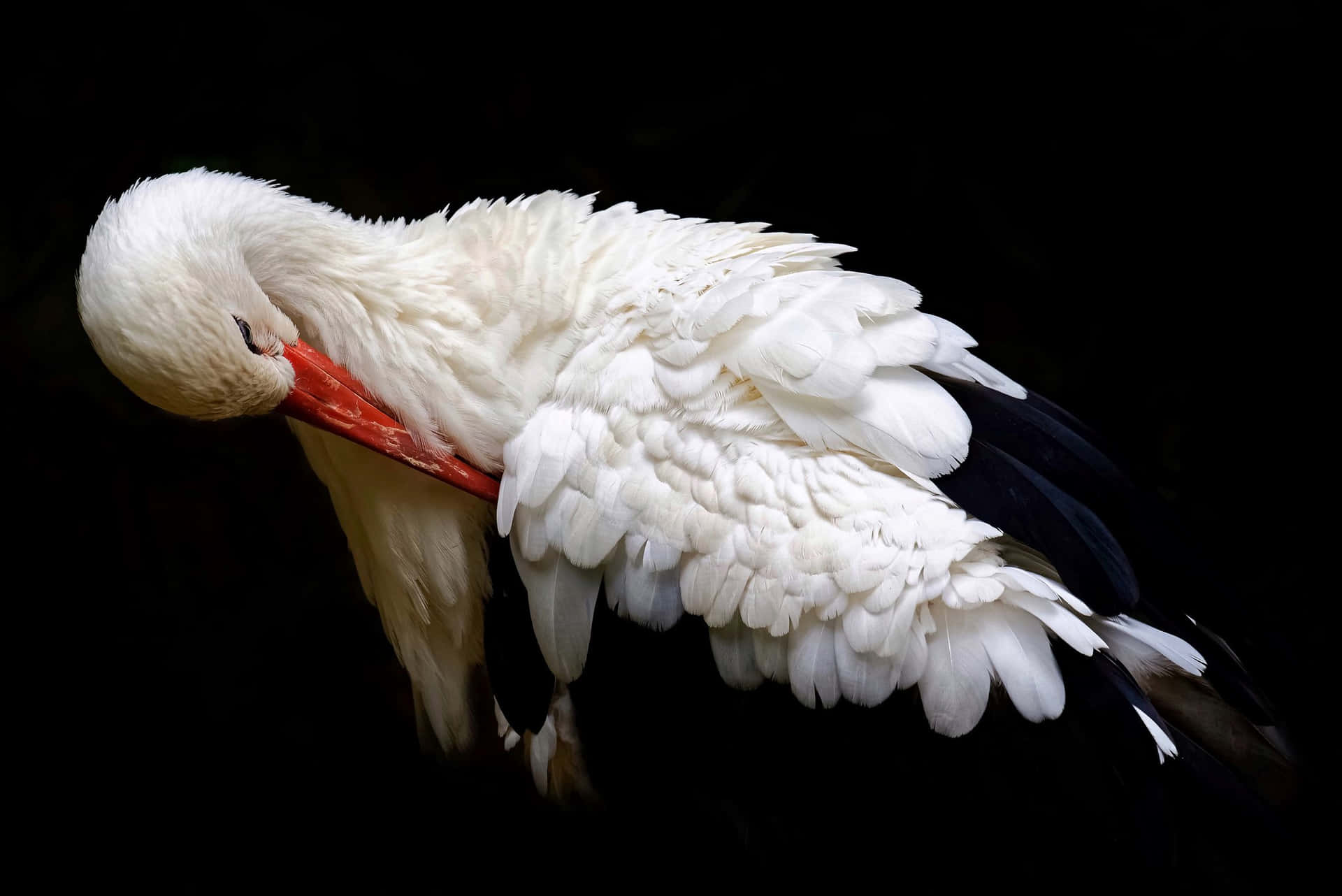 White Stork Preening Feathers