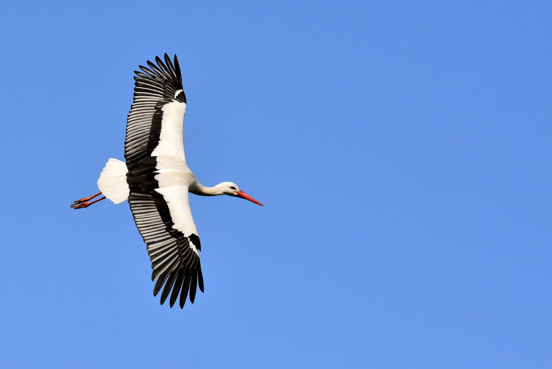 White Stork Spread Wings Flight Sky Background