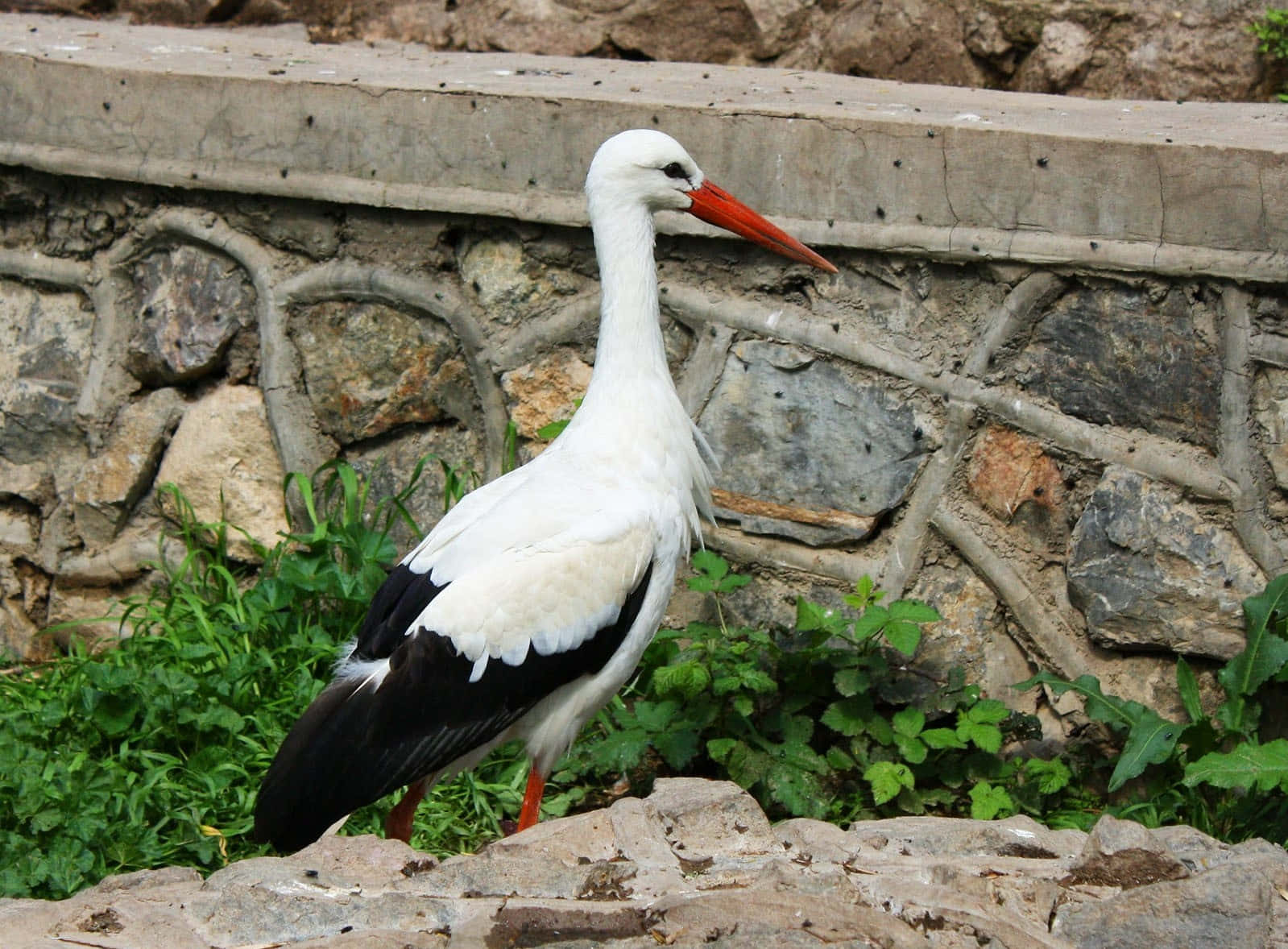 White Stork Standing Near Stone Wall.jpg