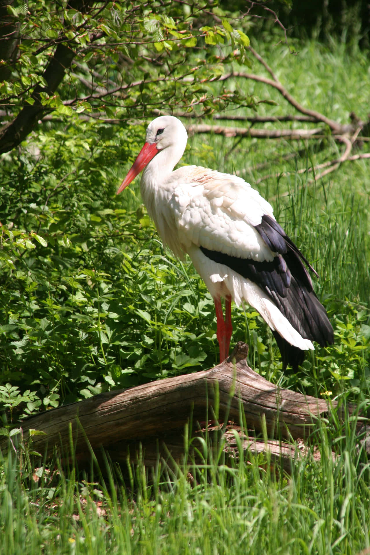 White Stork Standingin Greenery.jpg