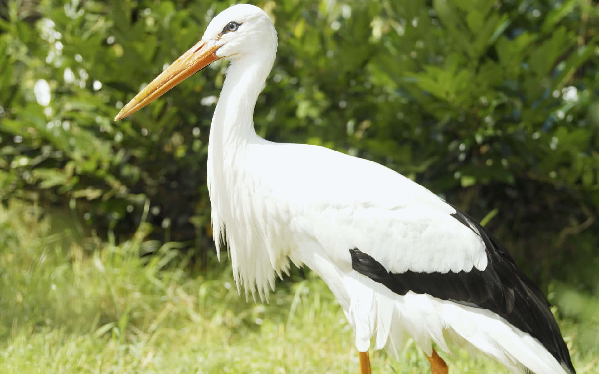 White Stork Standingin Greenery.jpg