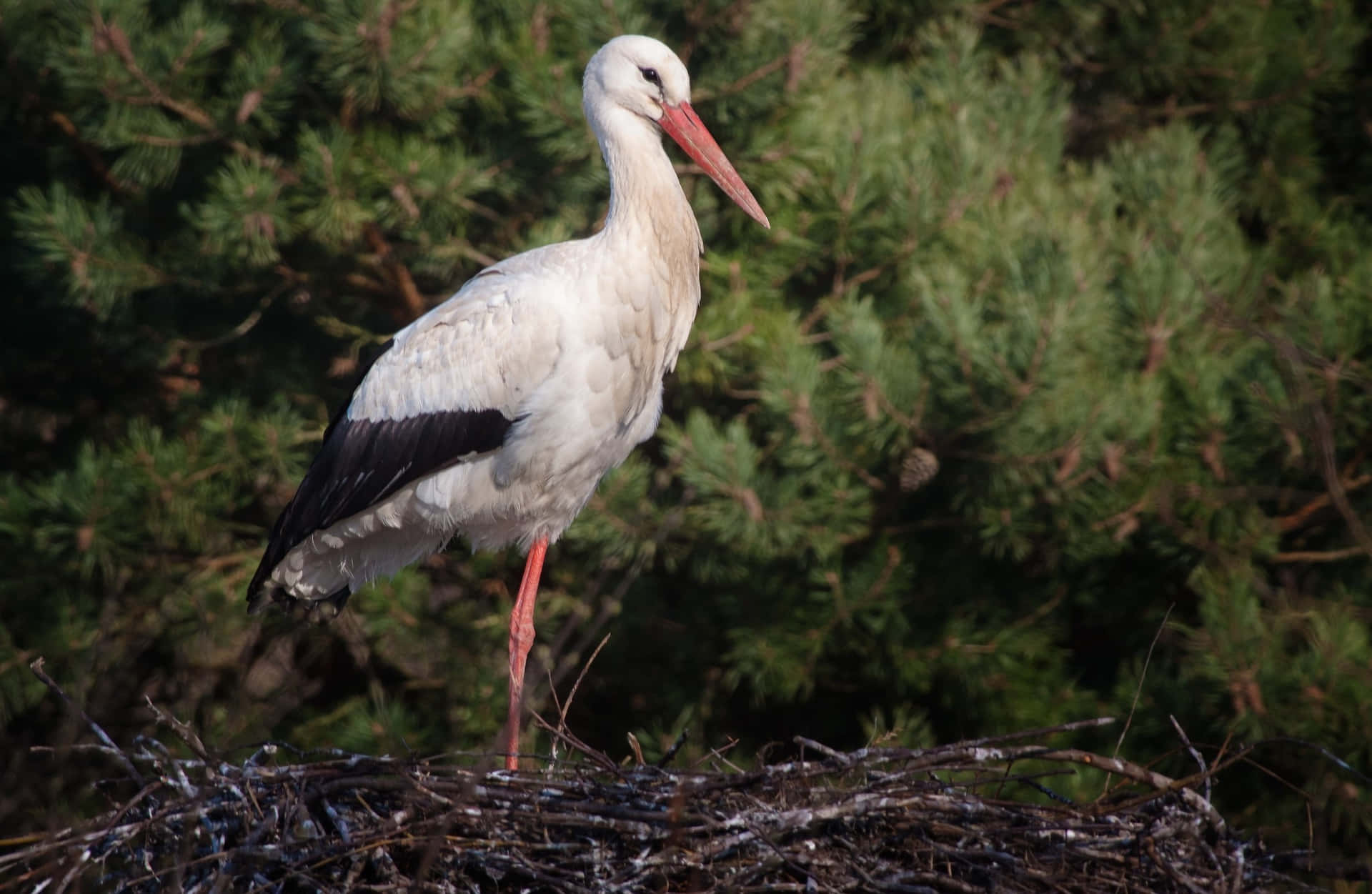 White Stork Standingin Nest