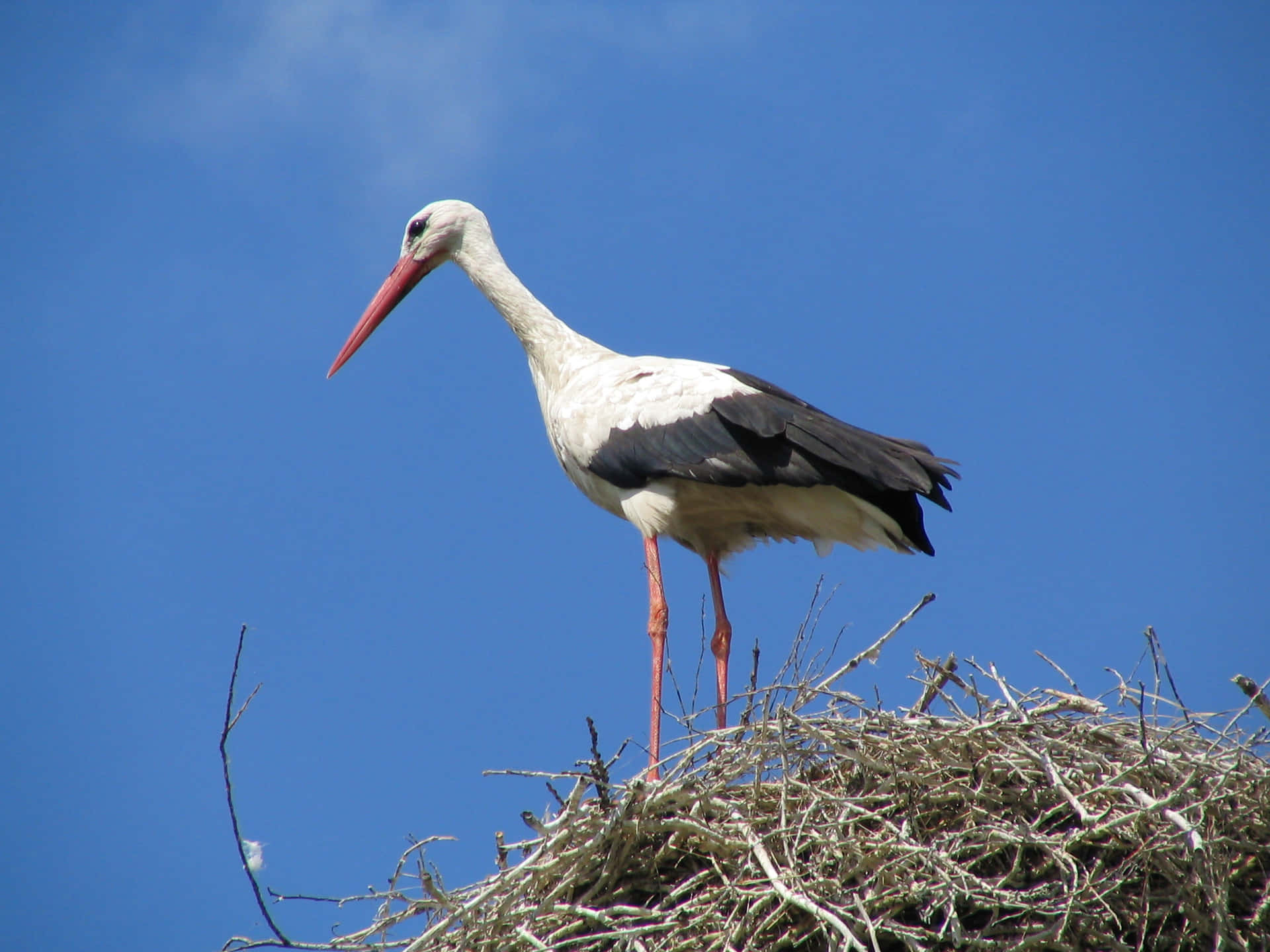 White Stork Standingon Nest.jpg Background