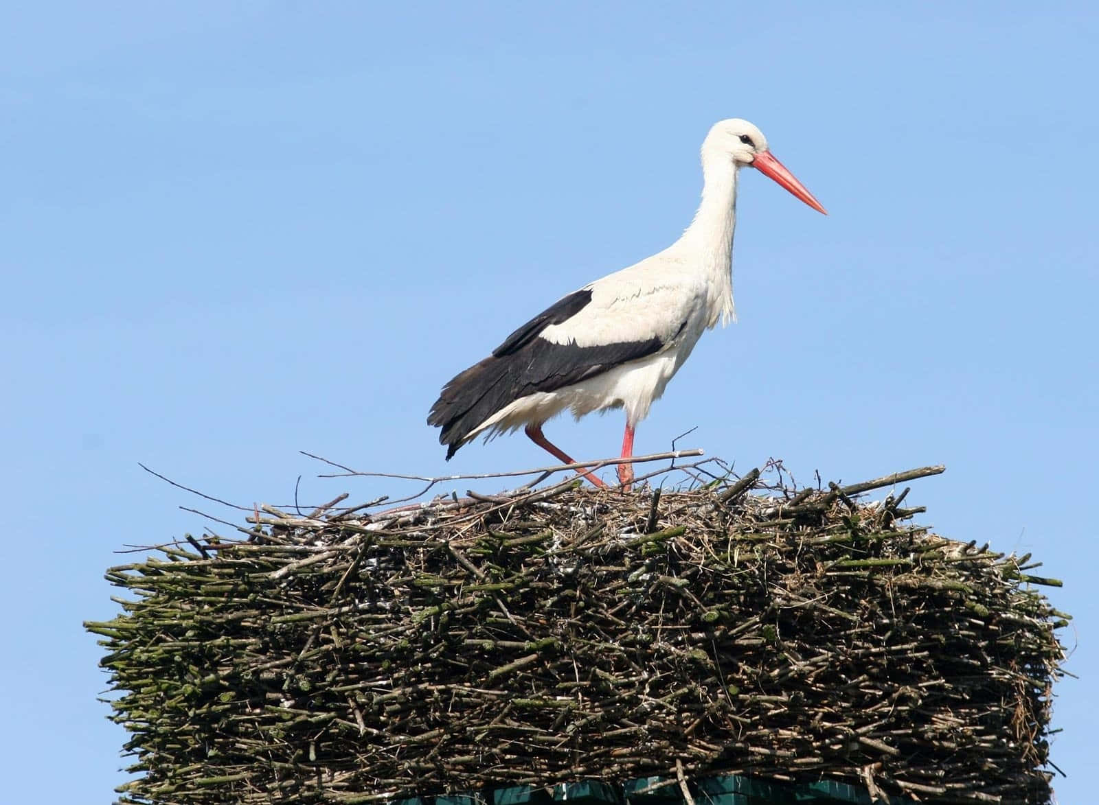 White Stork Standingon Nest.jpg