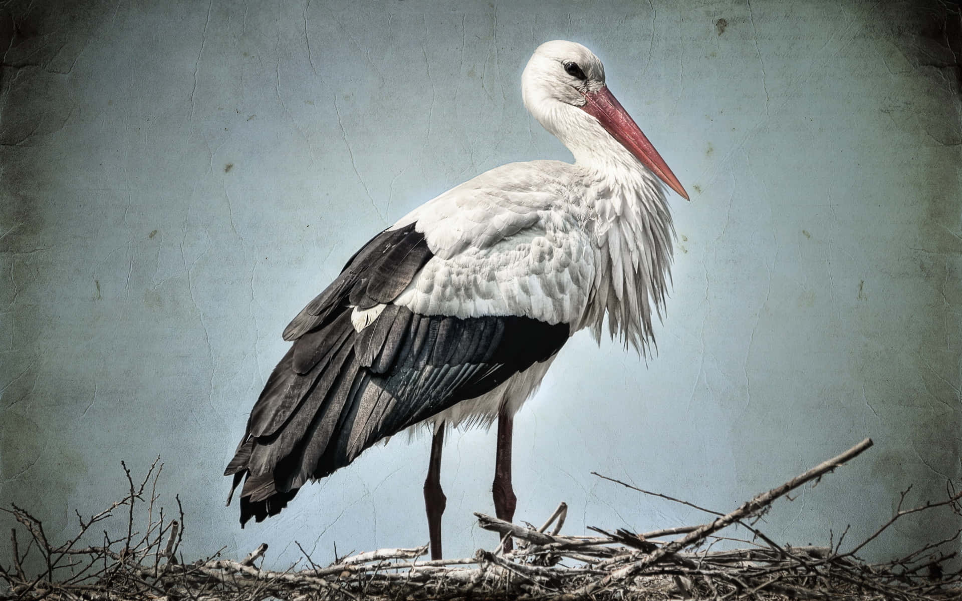 White Stork Standingon Nest Background