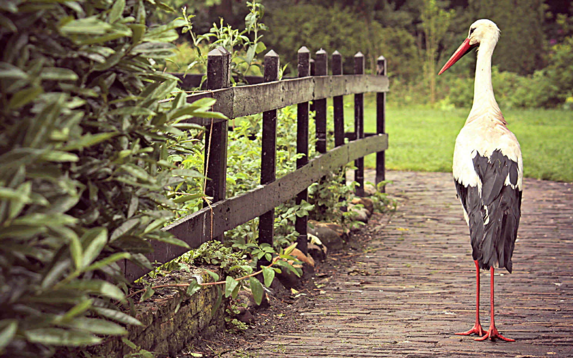 White Stork Standingon Wooden Pathway Background