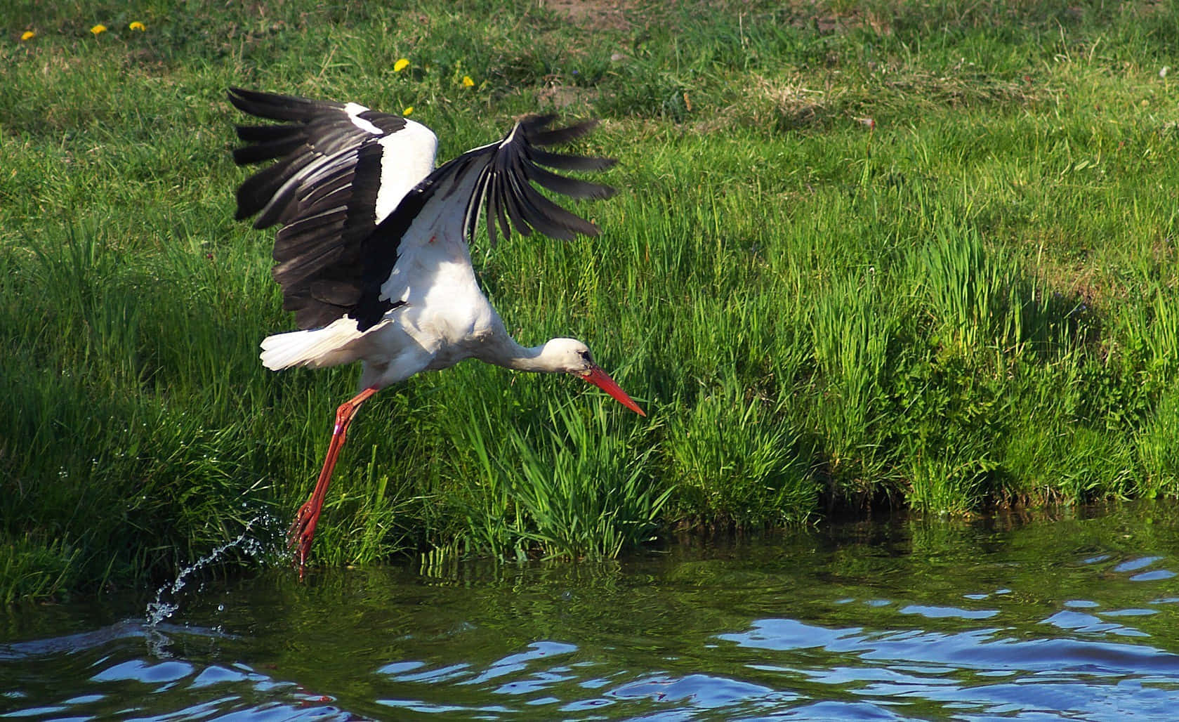 White Stork Taking Flight Over Water Background