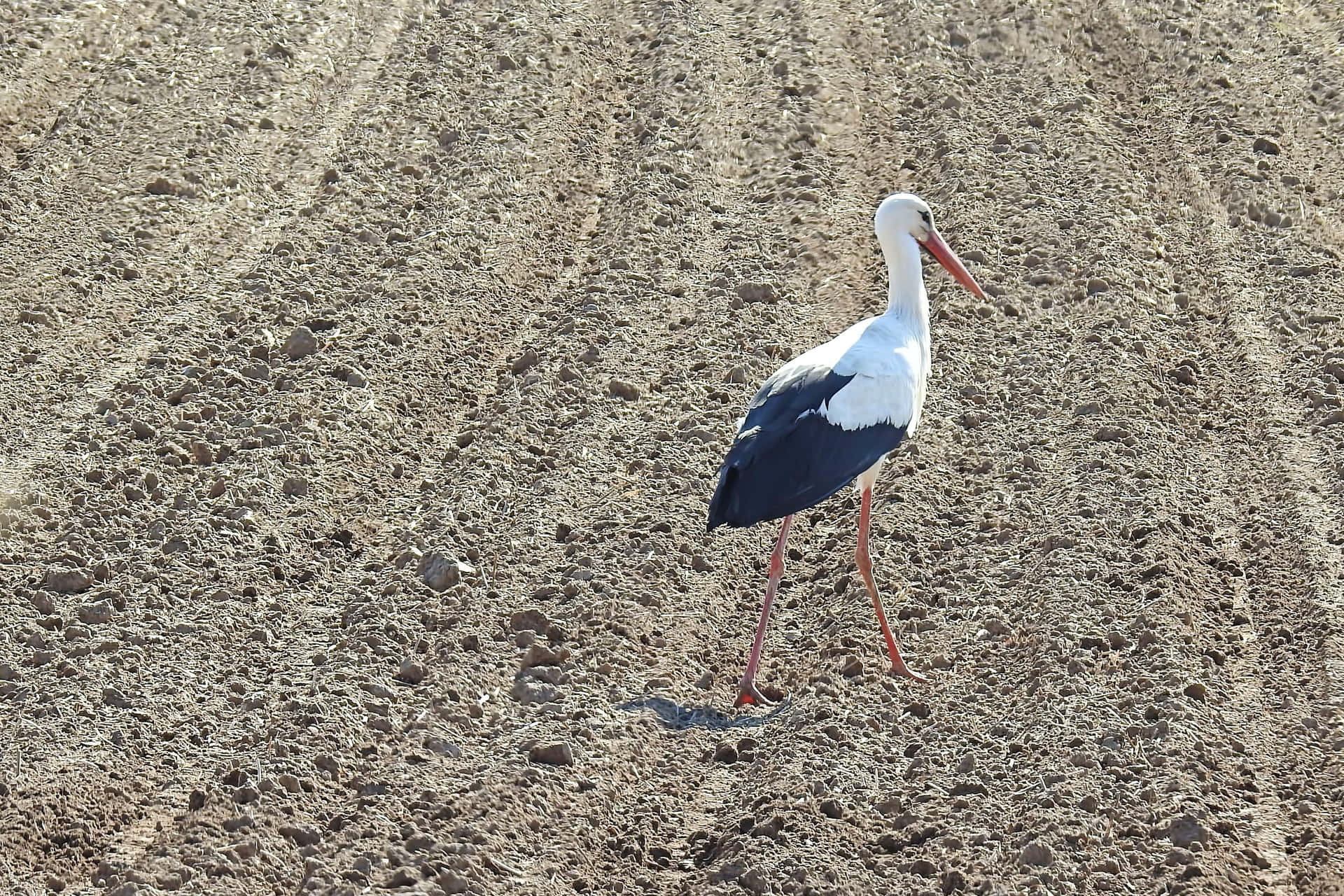 White Stork Walkingin Field.jpg Background