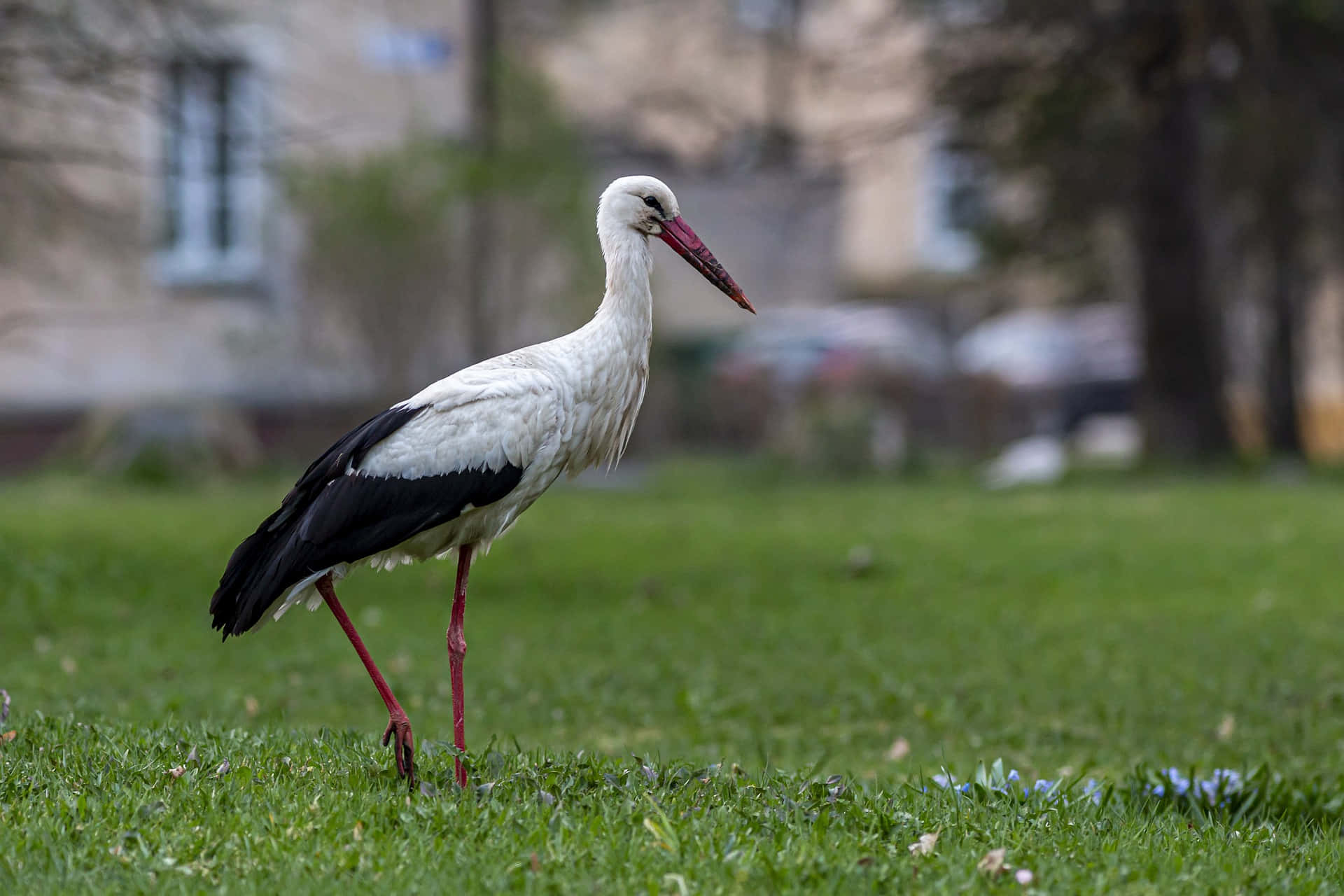 White Stork Walkingin Grass