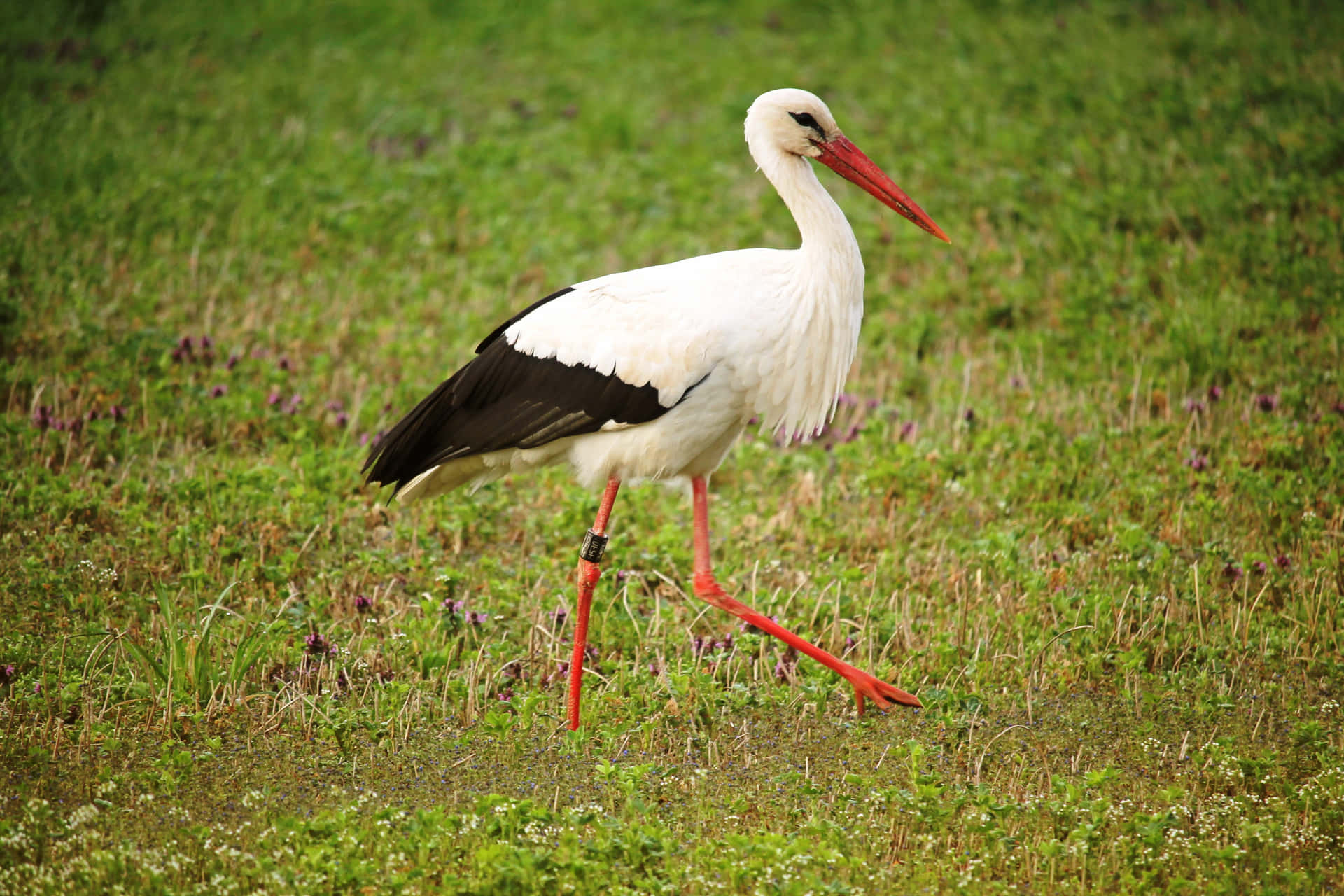 White Stork Walkingin Grassland.jpg