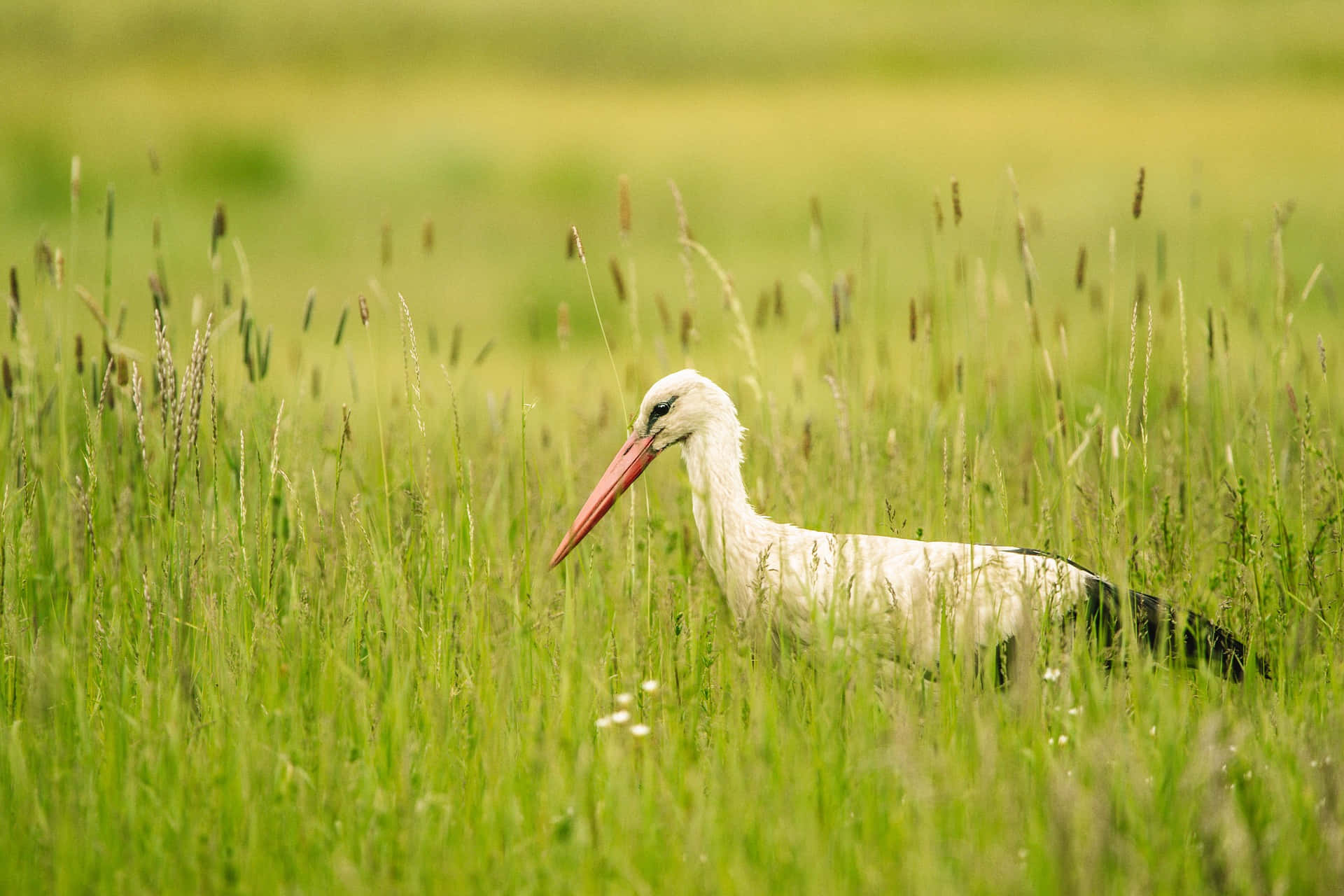 White Storkin Grassy Field.jpg Background