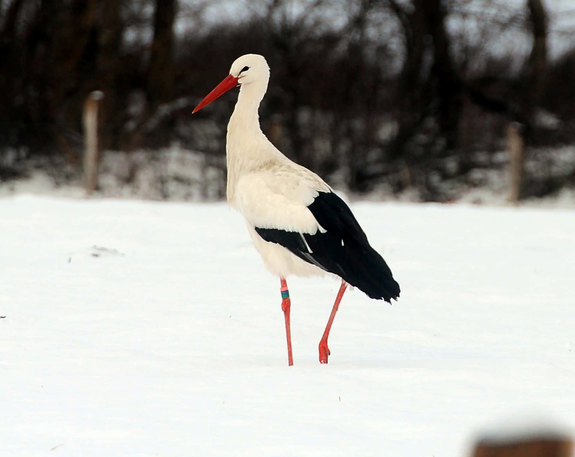 White Storkin Snowy Field.jpg Background