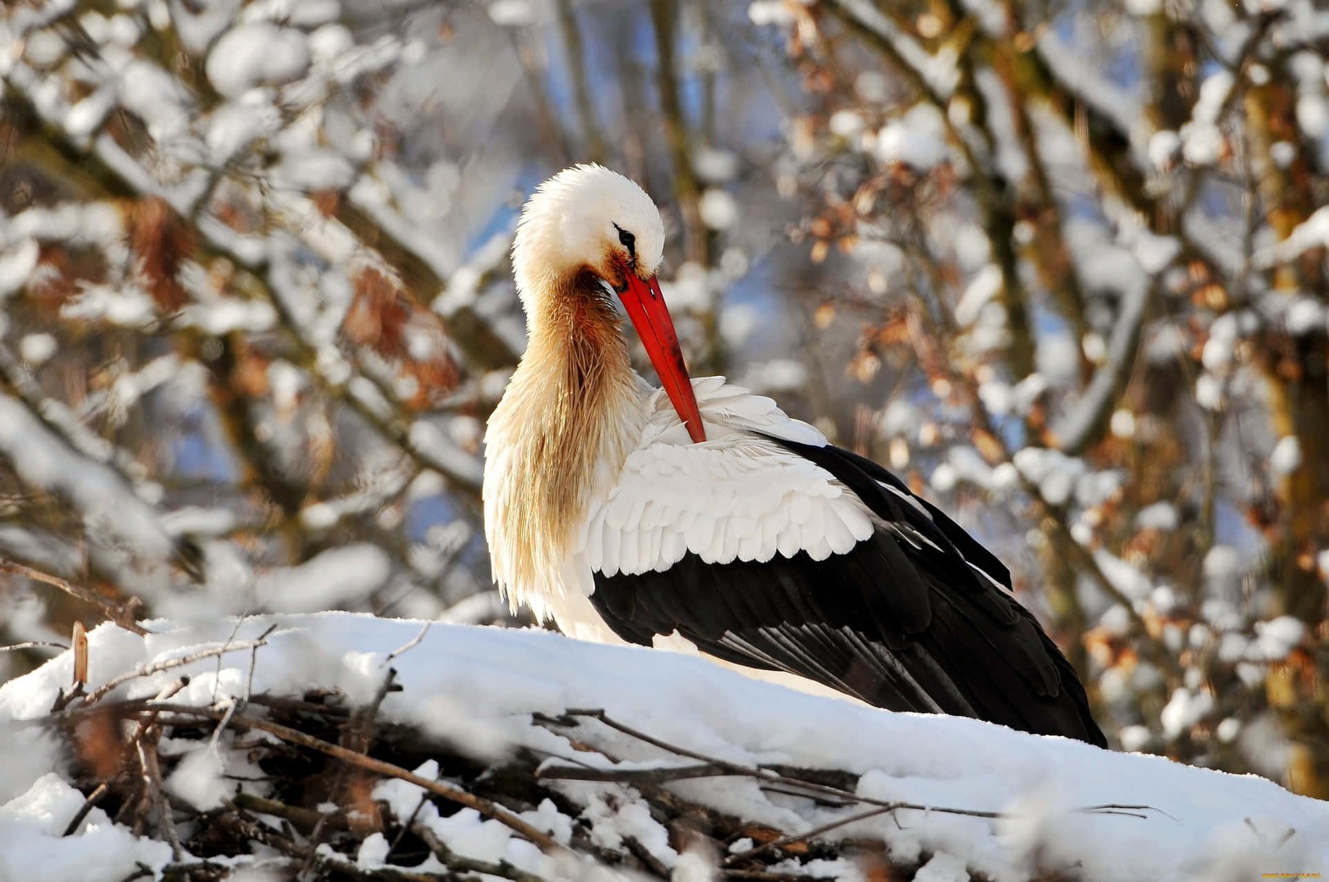 White Storkin Snowy Woodland Background