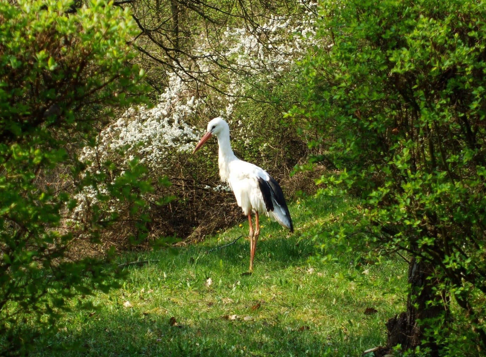 White Storkin Springtime Glade Background