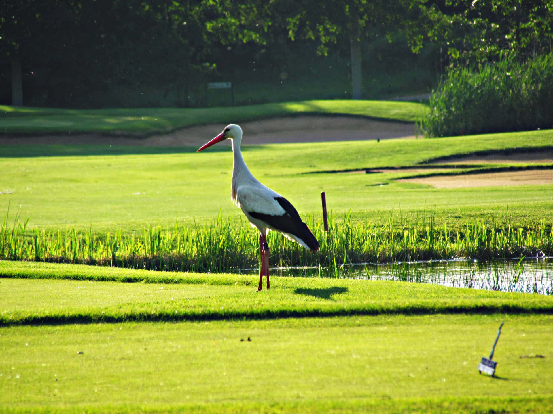 White Storkon Golf Course Background