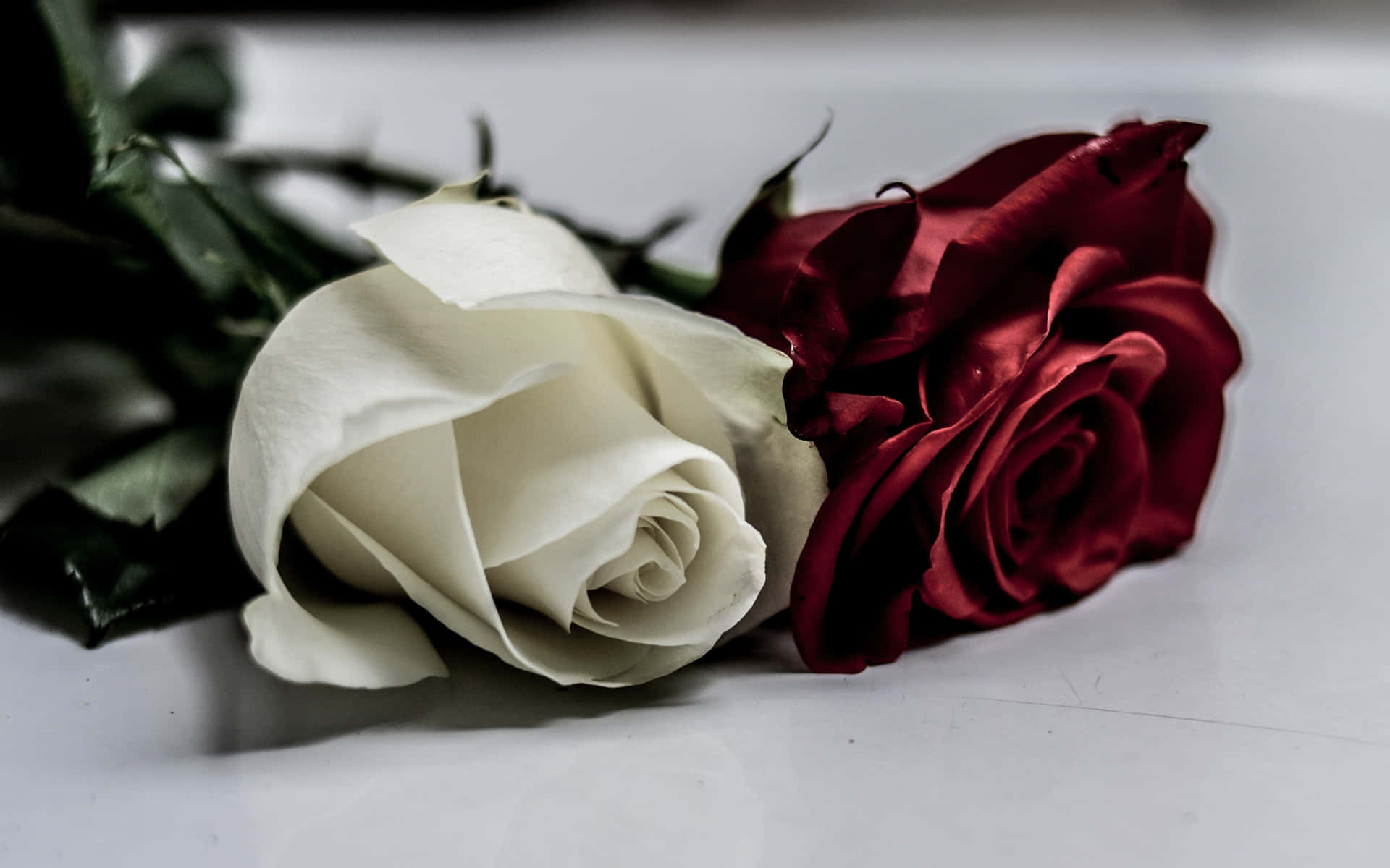 White Surface With Red And White Roses Background