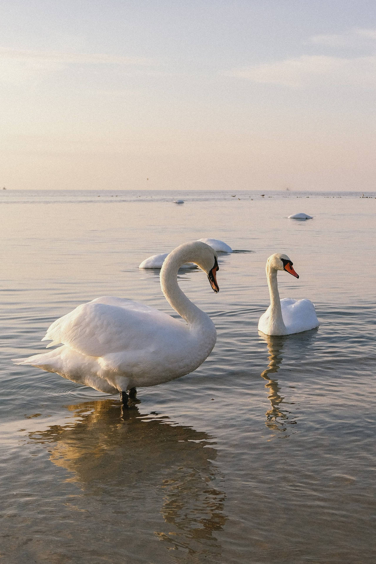 White Swan Beautiful Birds Background