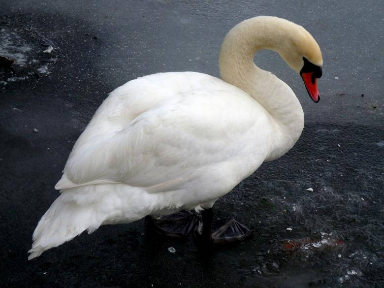 White Swan Birds In Nature Background