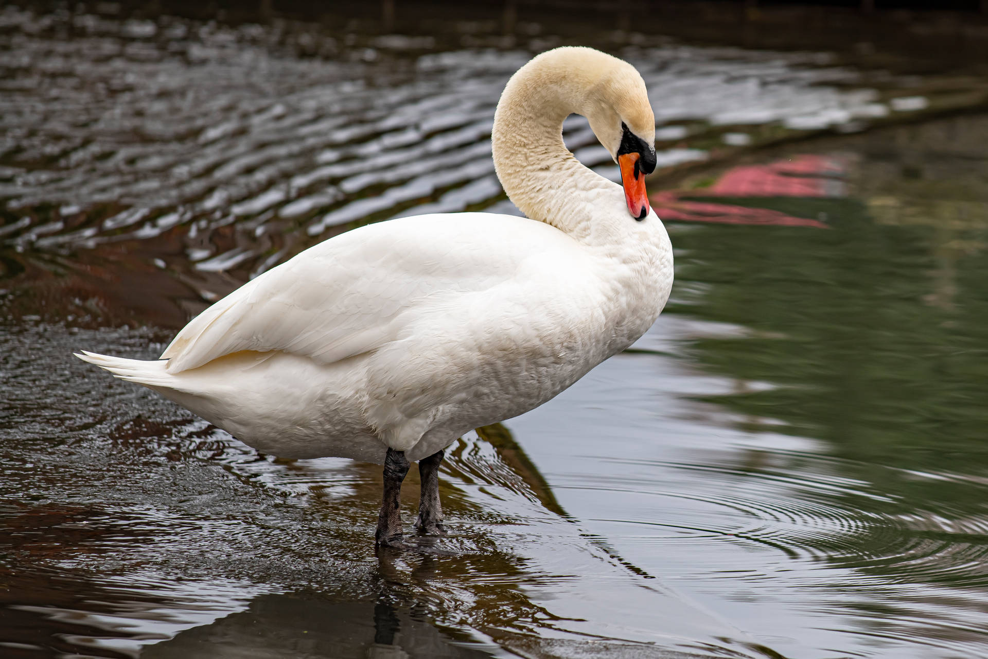 White Swan In Water Beautiful Birds Background